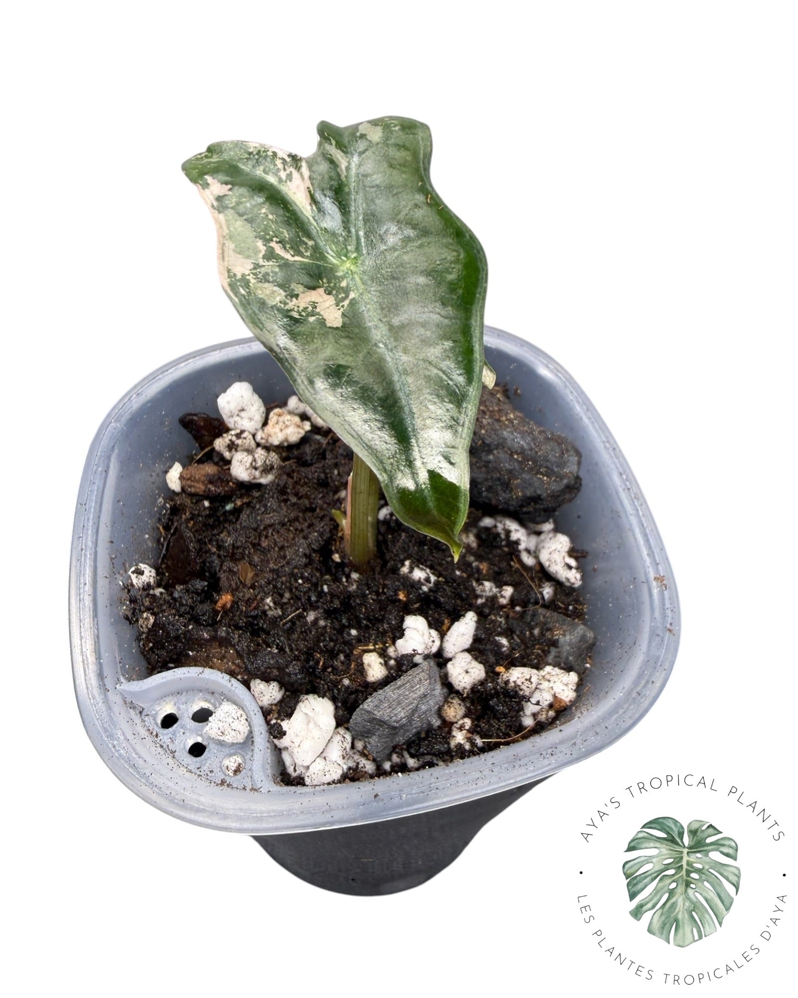 Alocasia Nobilis Pink Variegated