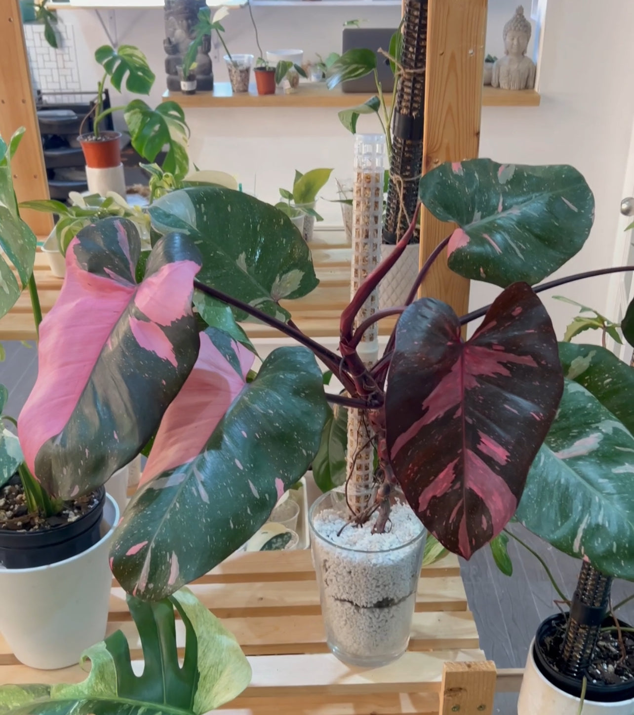 Philodendron Pink Princess Marble King-XXL PO-565
