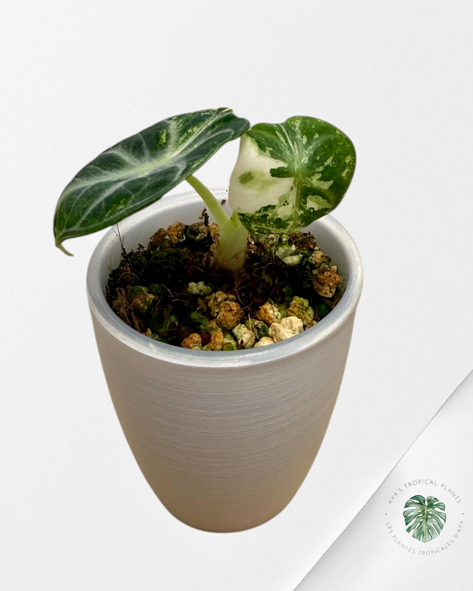 Alocasia Ninja Variegated Albo