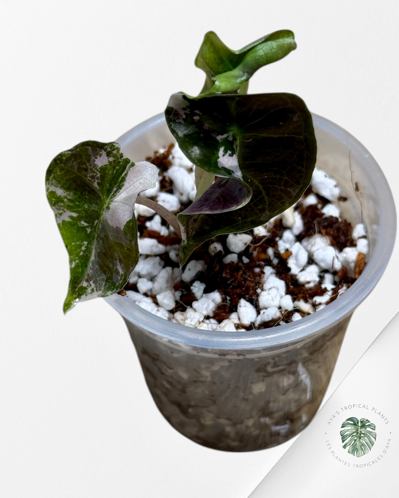 Alocasia Polly Variegated Pink| Rare TC Plant| Aya's Tropical Plants