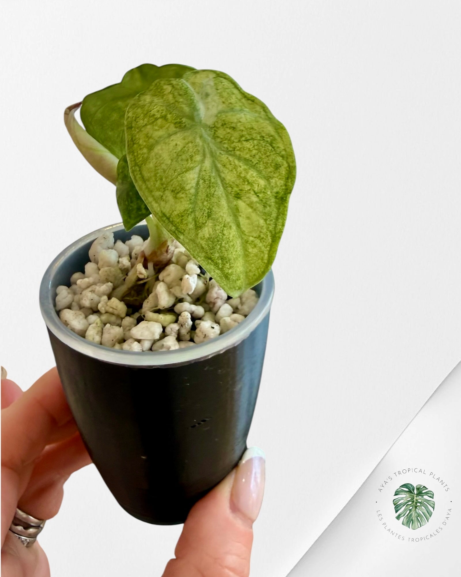 Alocasia Ninja Tricolor Variegated