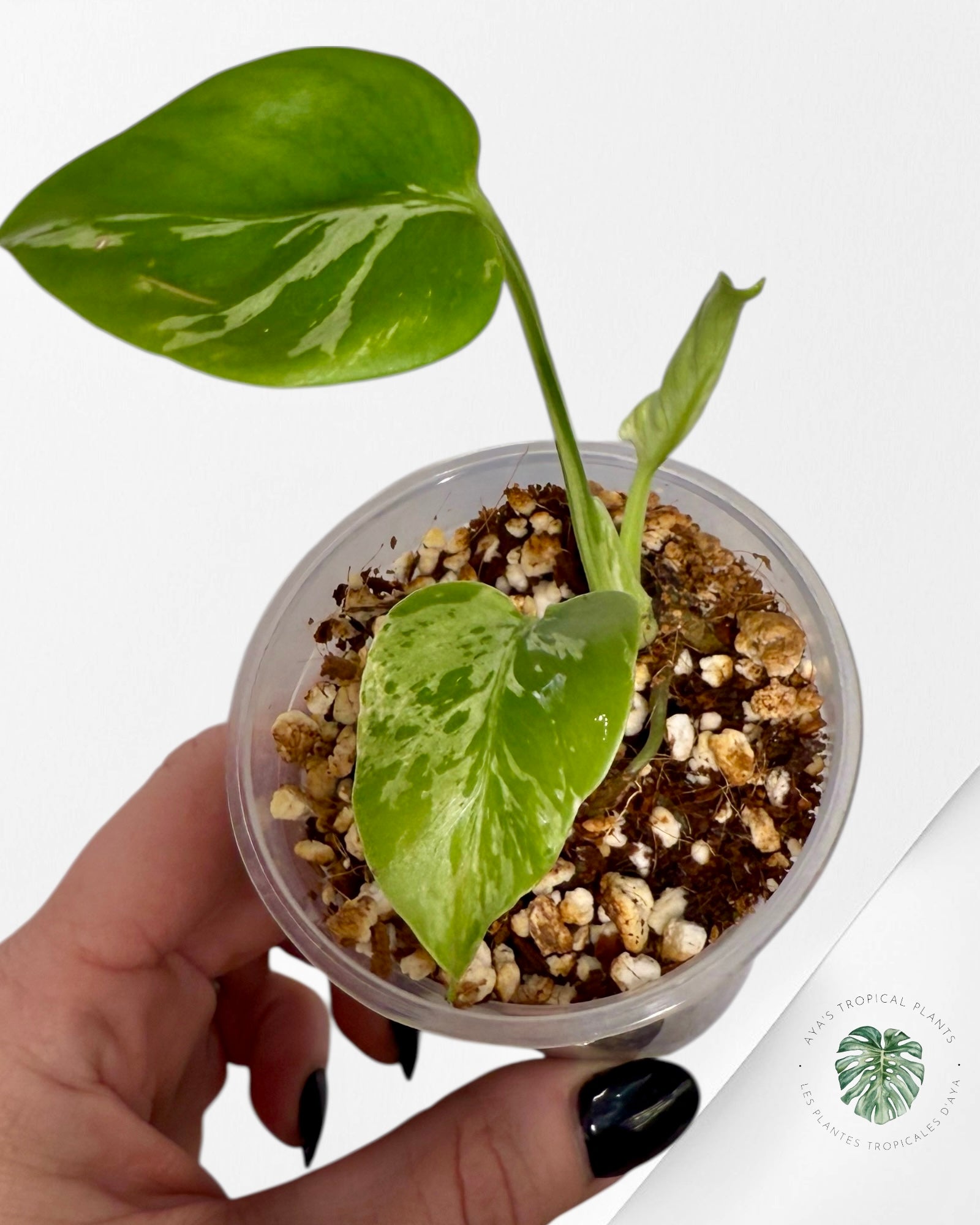 Monstera Deliciosa Bulbasaur | Plante TC rare | Plantes tropicales d'Aya