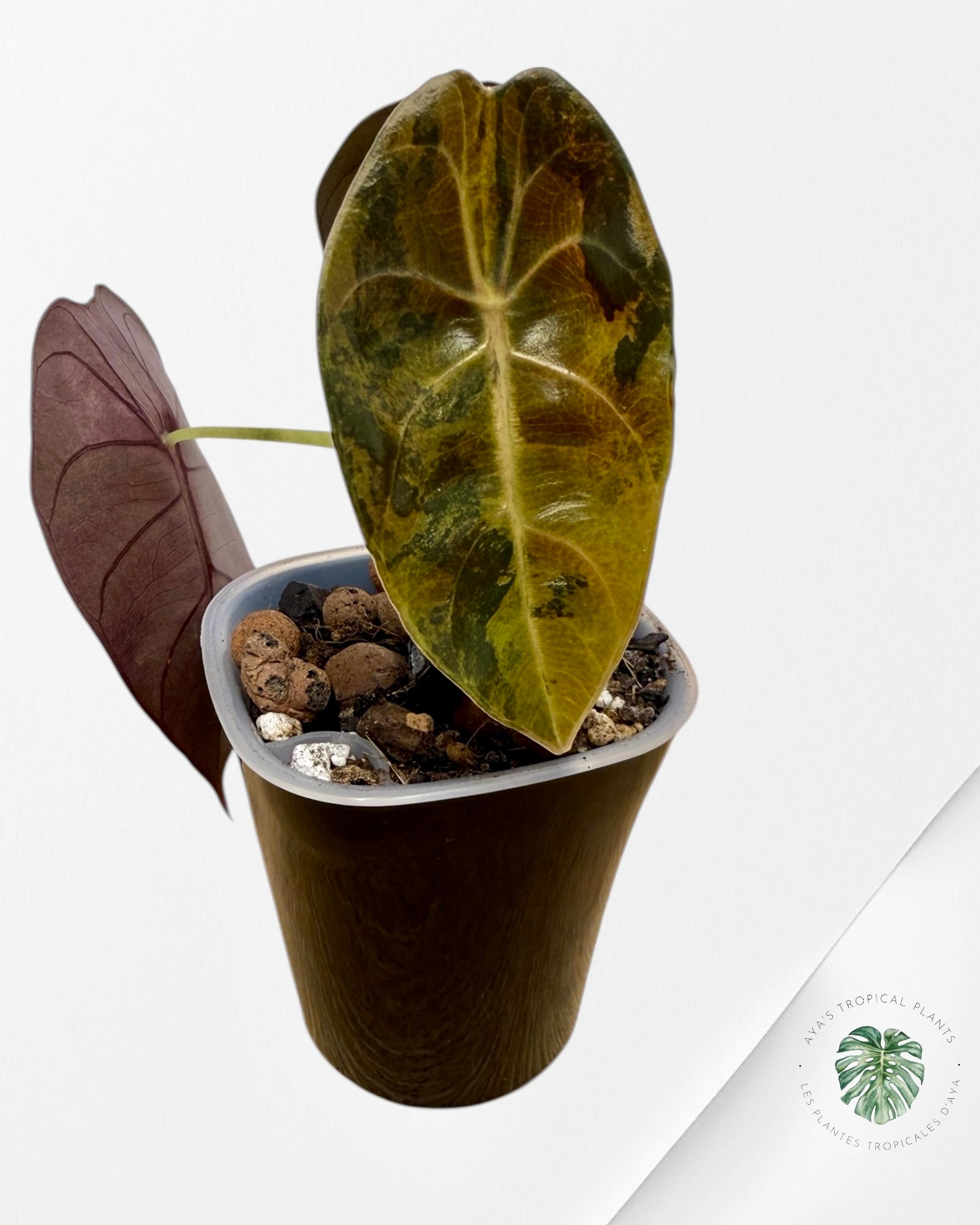 Alocasia Sedenii Aurea Variegated