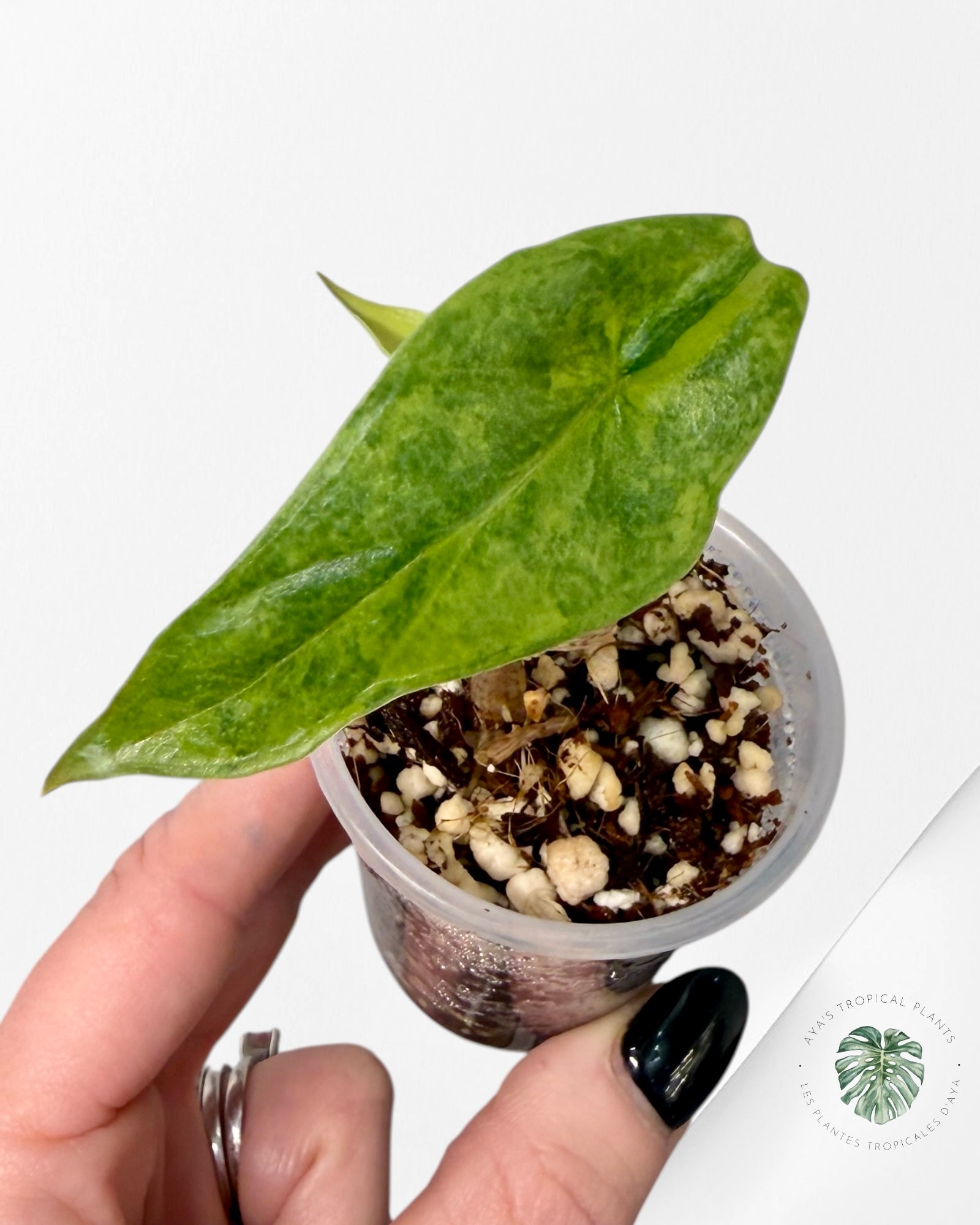 Alocasia Heterophylla Metallic  Blue variegated