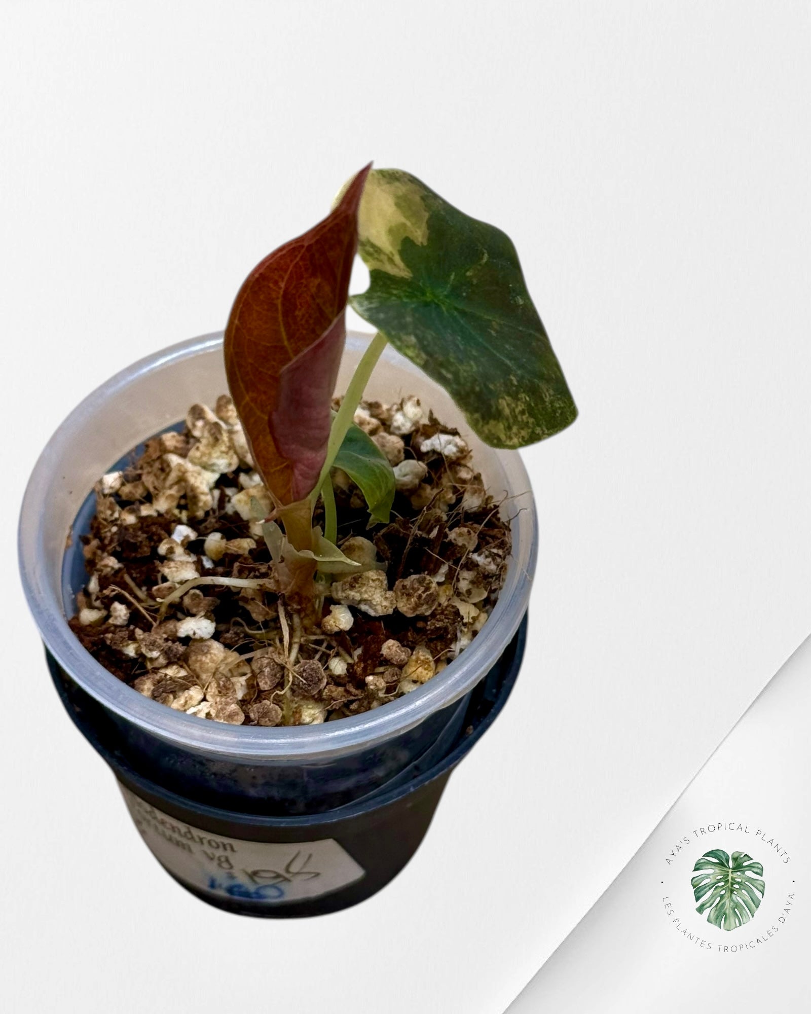 Alocasia Cuprea Golden Latte variegated | Rare TC Plant| Aya's Tropical Plants