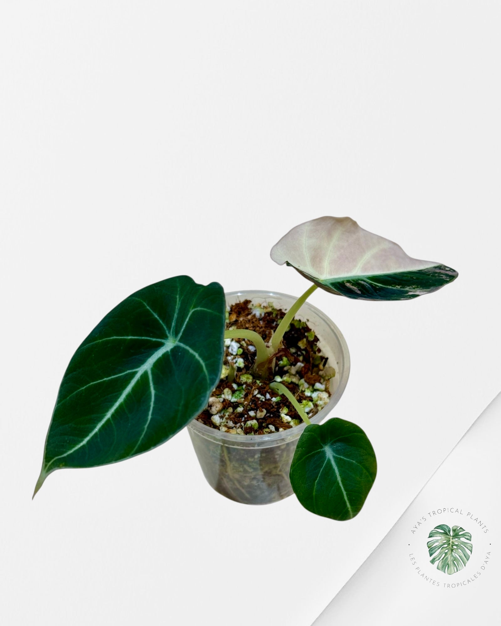 Alocasia Black Velvet Pink Variegated| Rare TC Plant| Aya's Tropical Plants