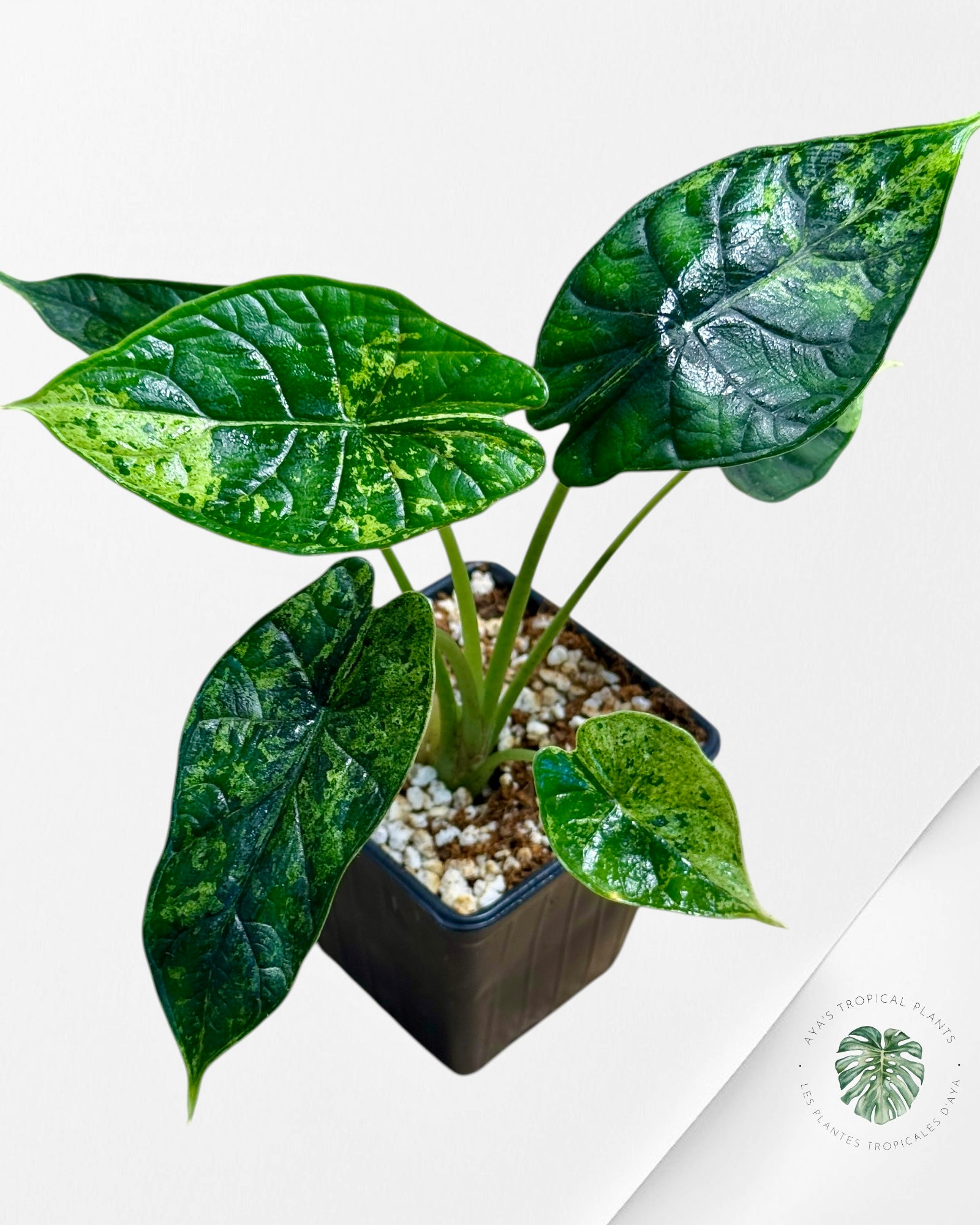 Alocasia Dragon Scale Mint |Rare Aroid| Aya's Tropical Plants