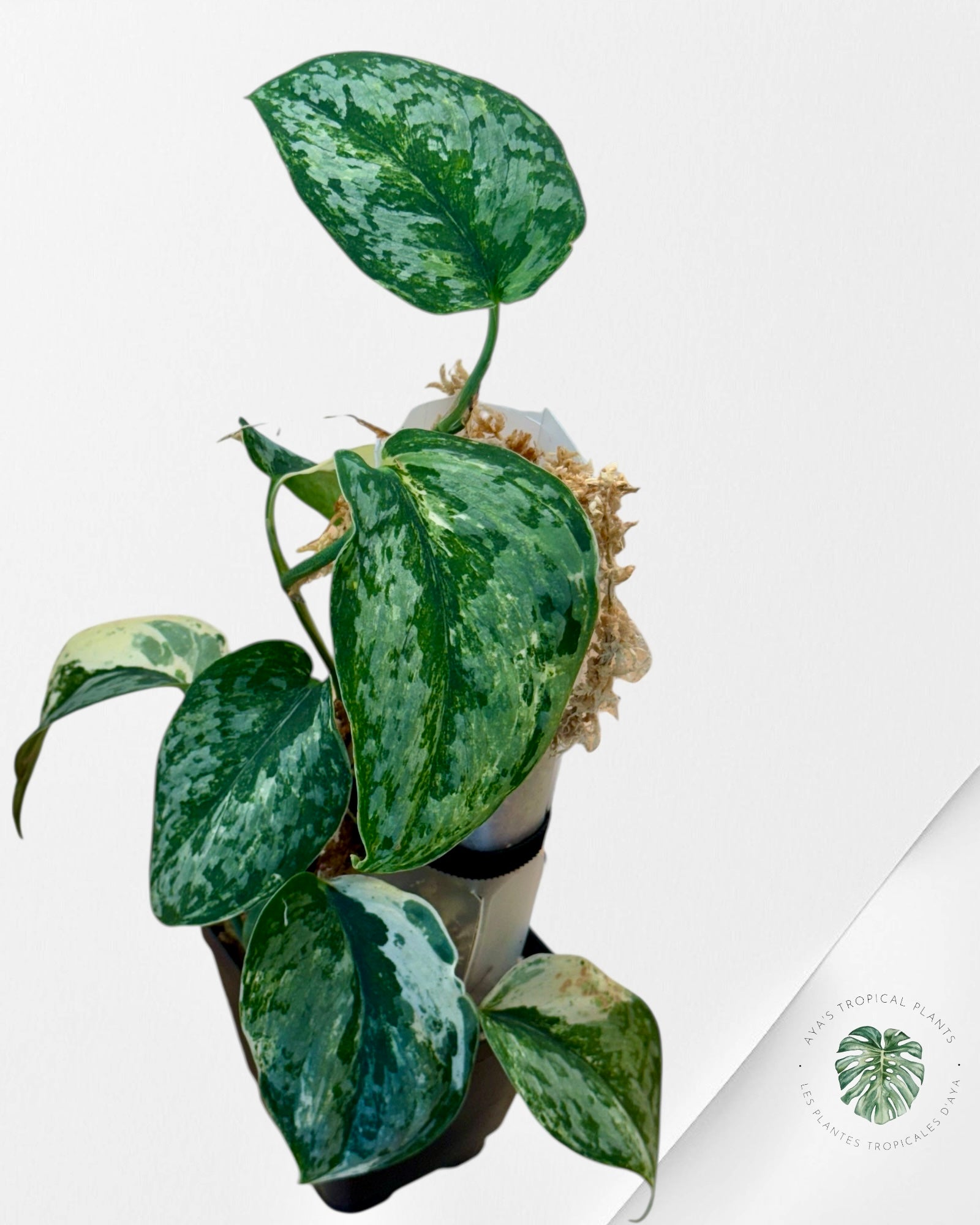 Scindapsus Exotica Tricolor - EXP28