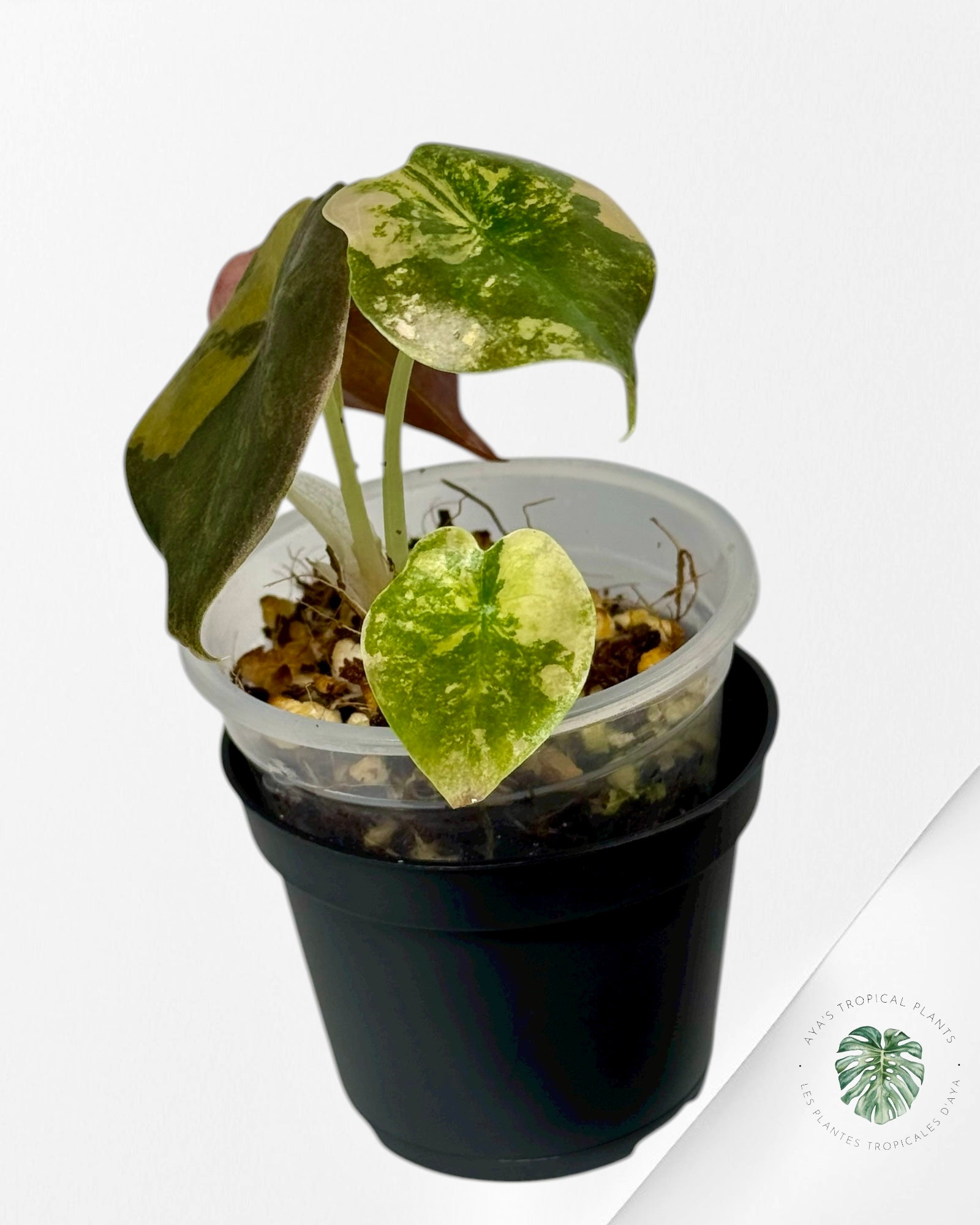 Alocasia Cuprea Golden Latte variegated | Rare TC Plant| Aya's Tropical Plants