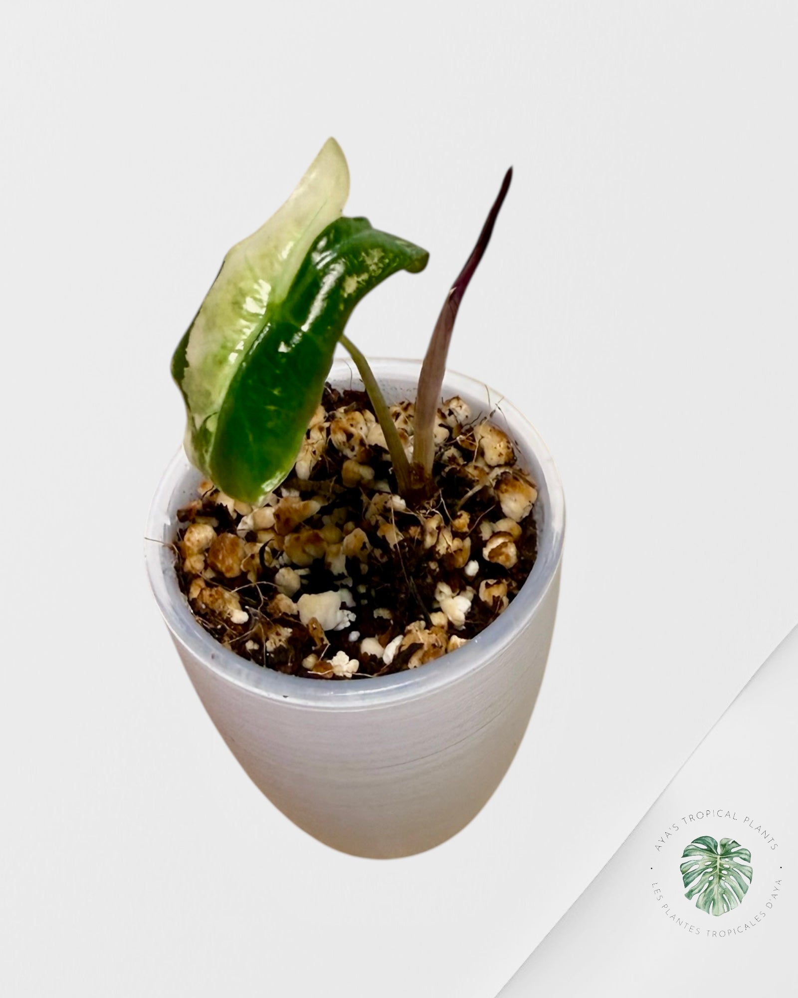 Alocasia Nobilis Variegated Pink