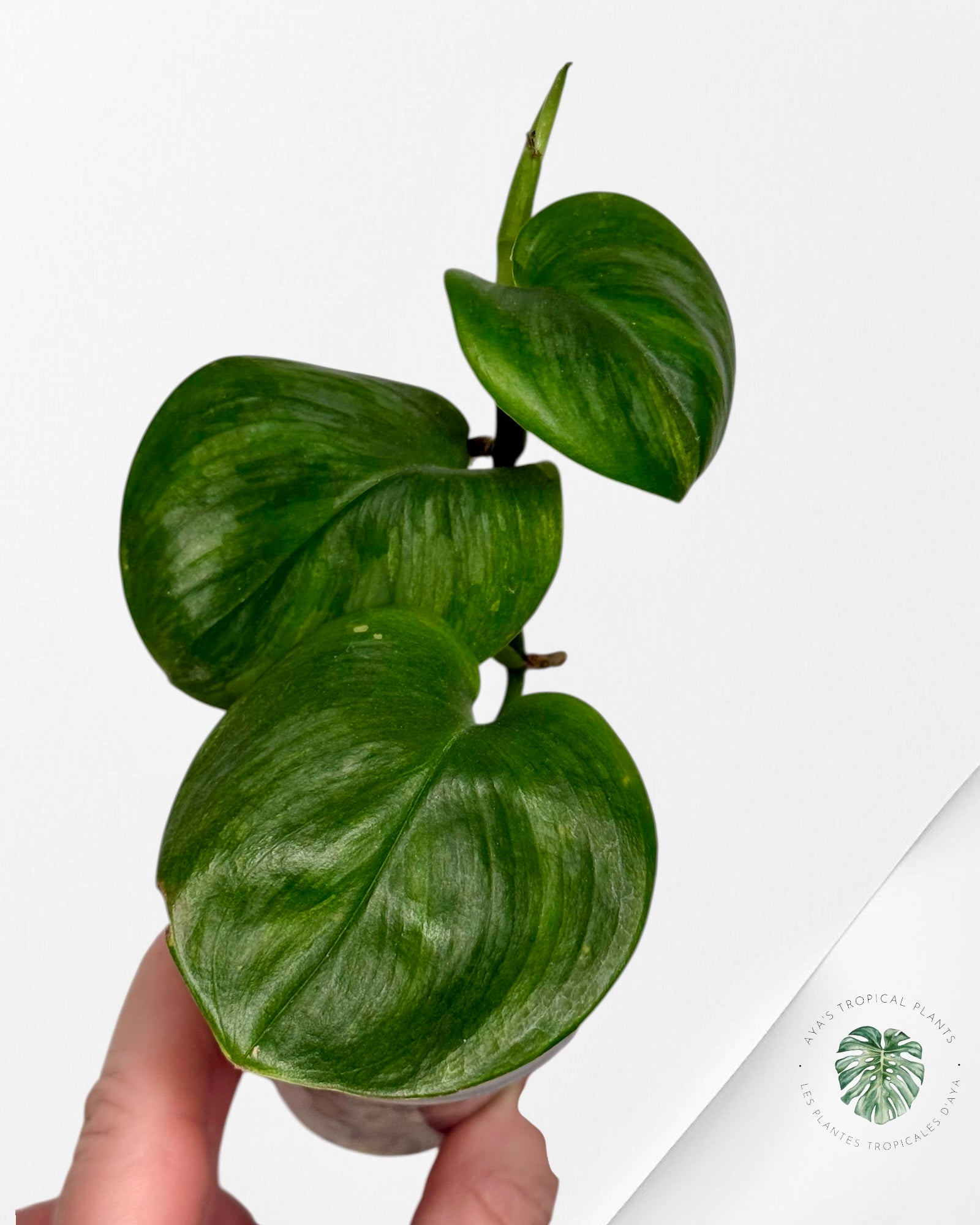 Scindapsus Rubicon Green on Green - 02