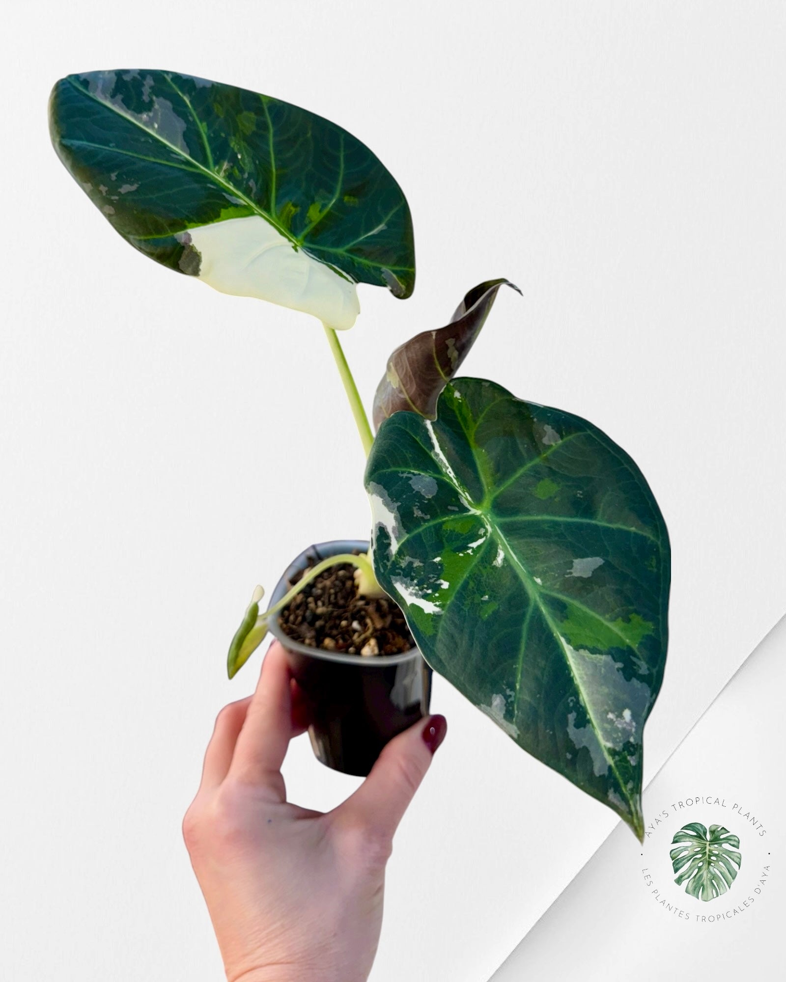 Alocasia Regal Shield Albo