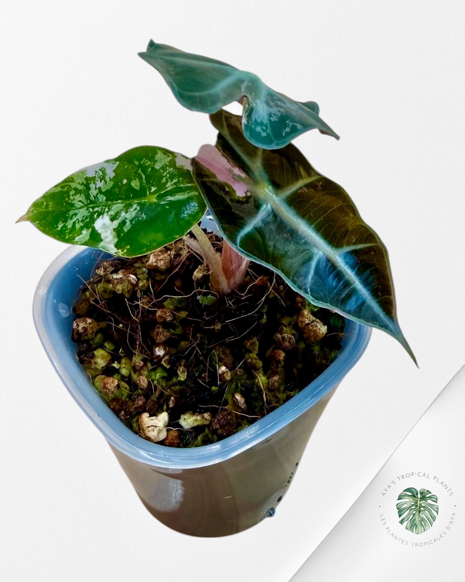 Alocasia Polly Pink Variegated