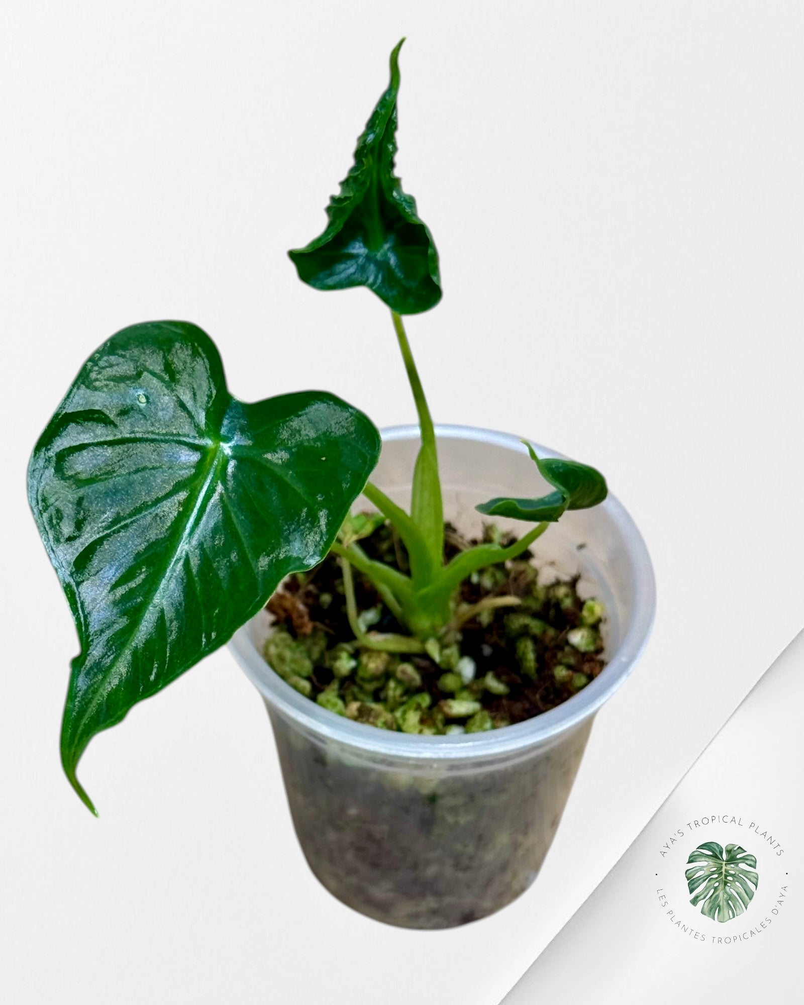 Alocasia Frydek ‘Tattoo’ | Rare TC Plant| Aya's Tropical Plants