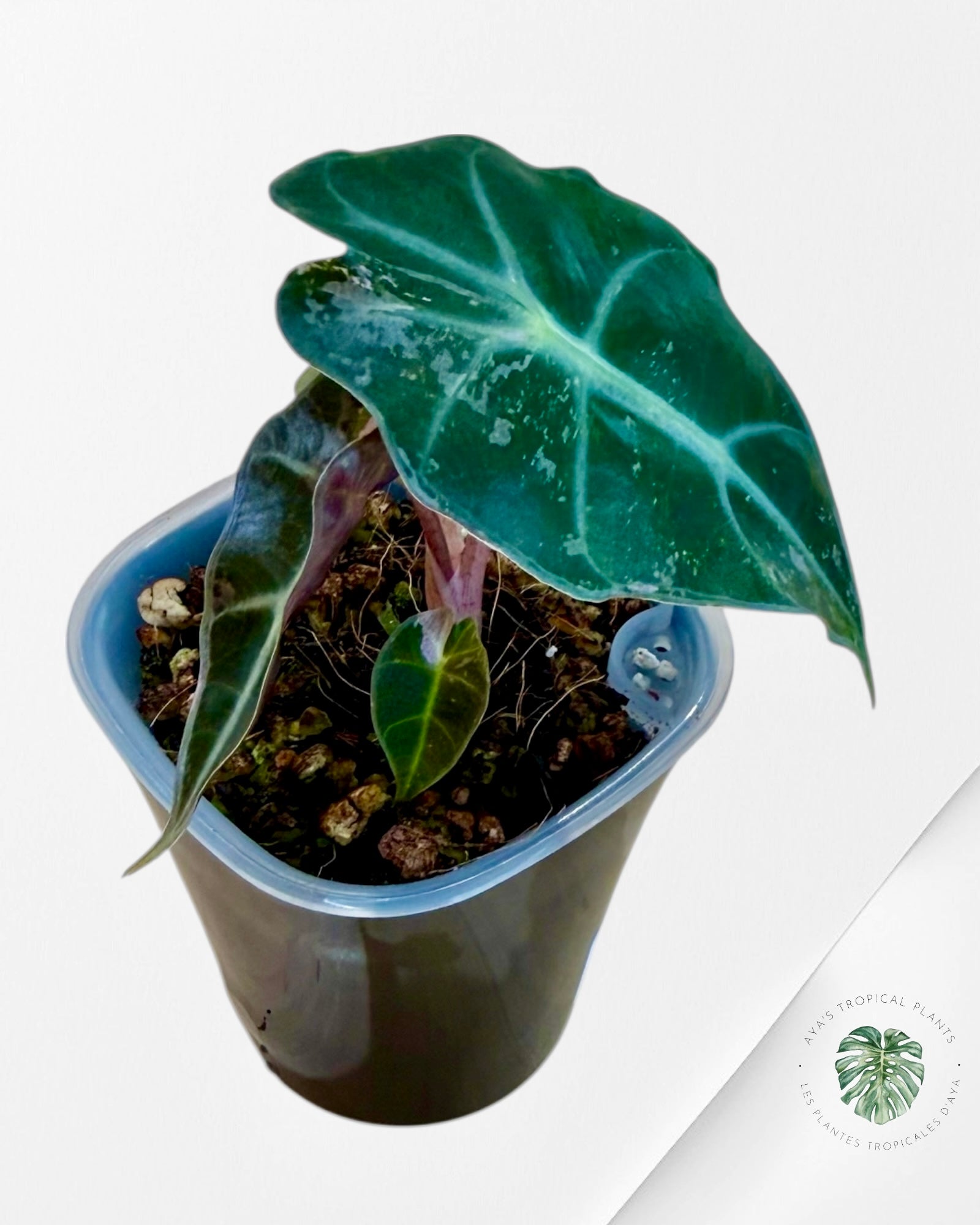 Alocasia Polly Pink Variegated