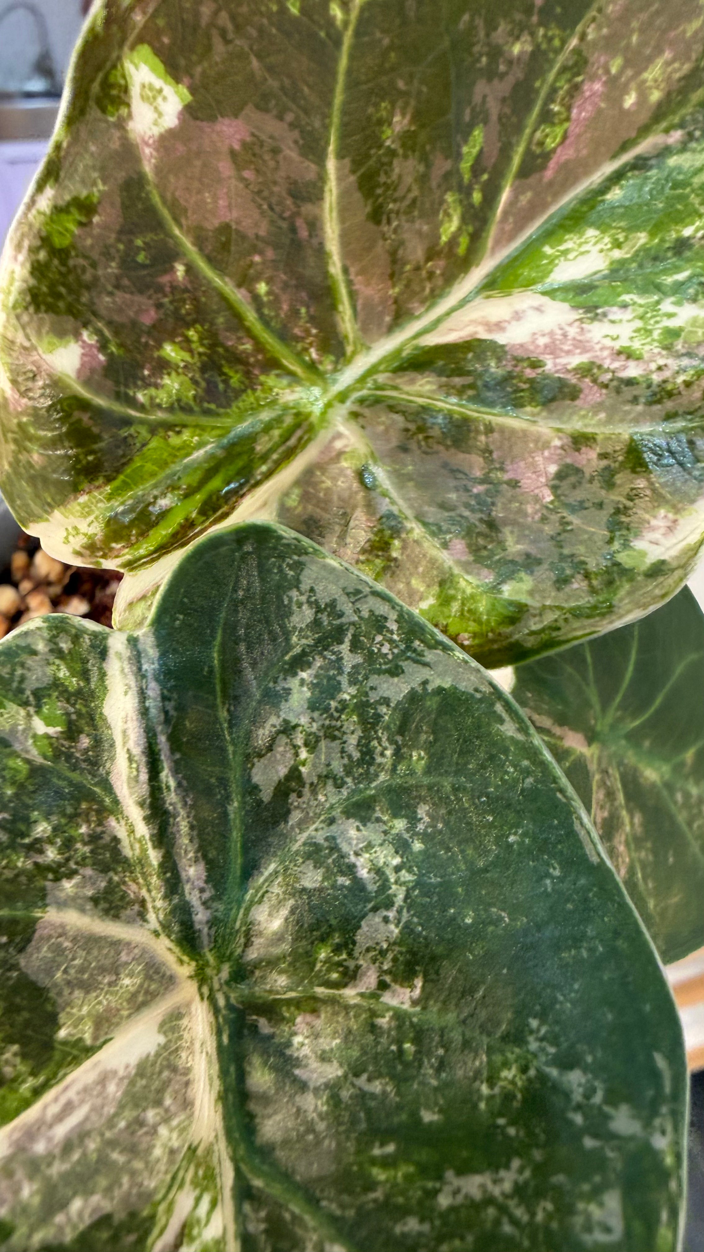 Alocasia Wentii Albo Pink Variegated