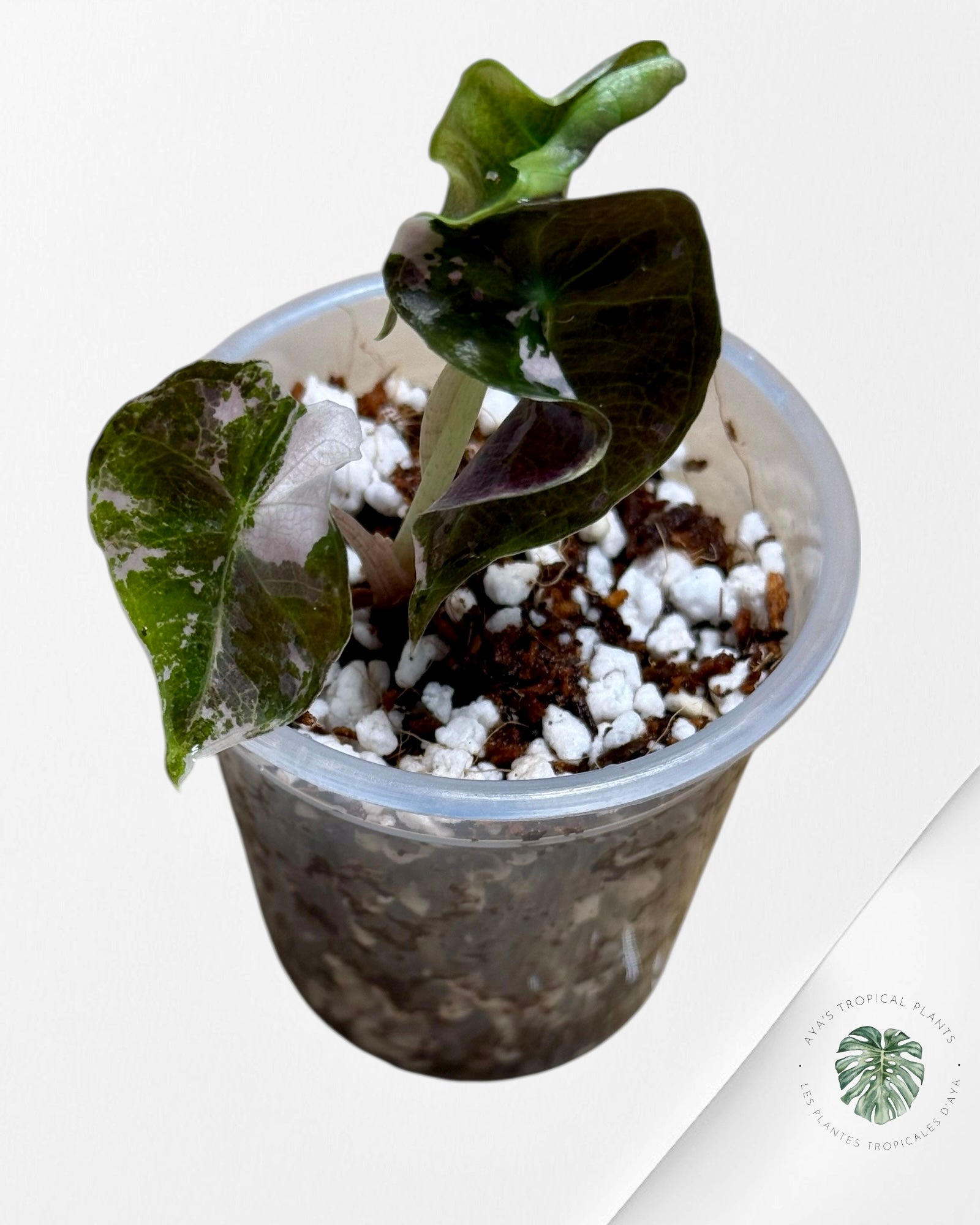 Alocasia Polly Variegated Pink| Rare TC Plant| Aya's Tropical Plants