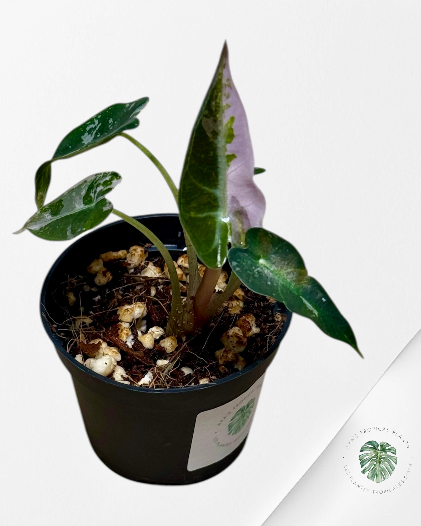 Alocasia Bambino Variegated (pink) - P28