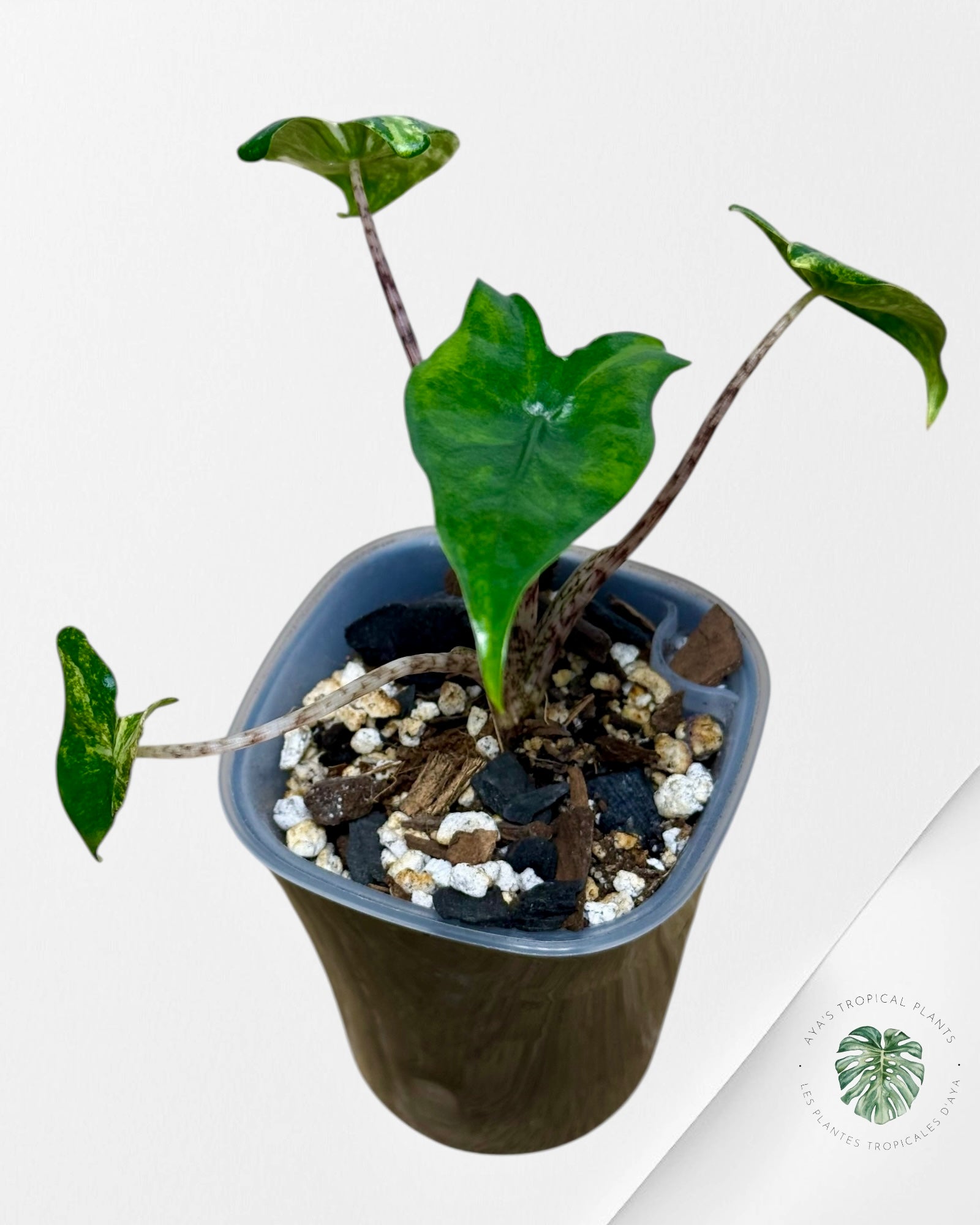 Alocasia Zebrina Thomas Variegated