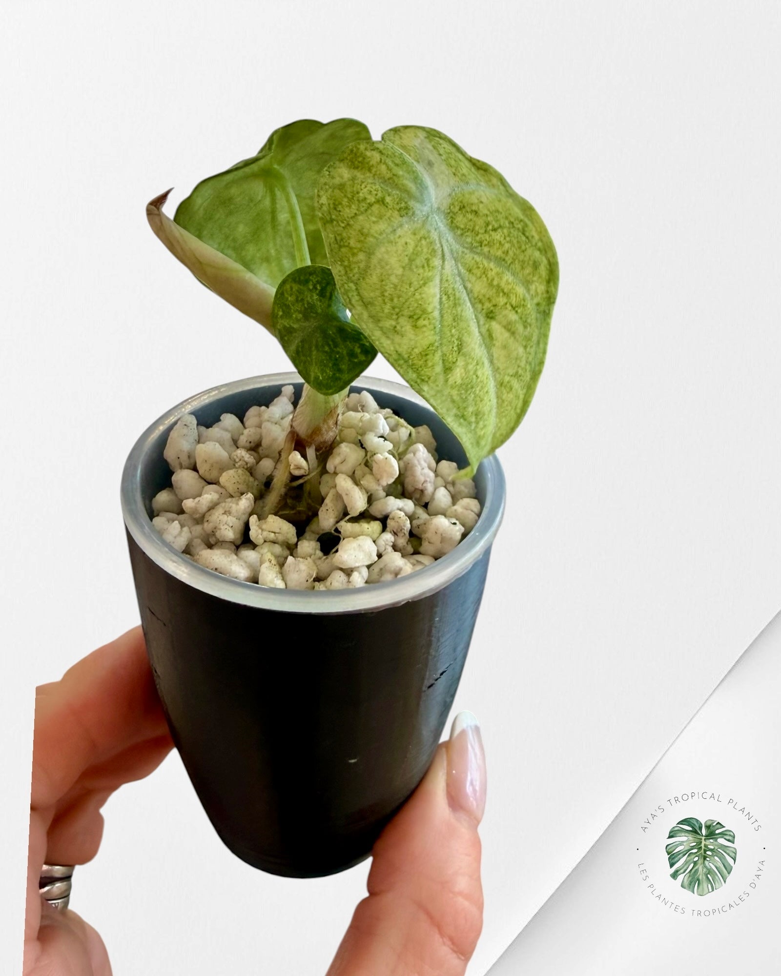 Alocasia Ninja Tricolor Variegated