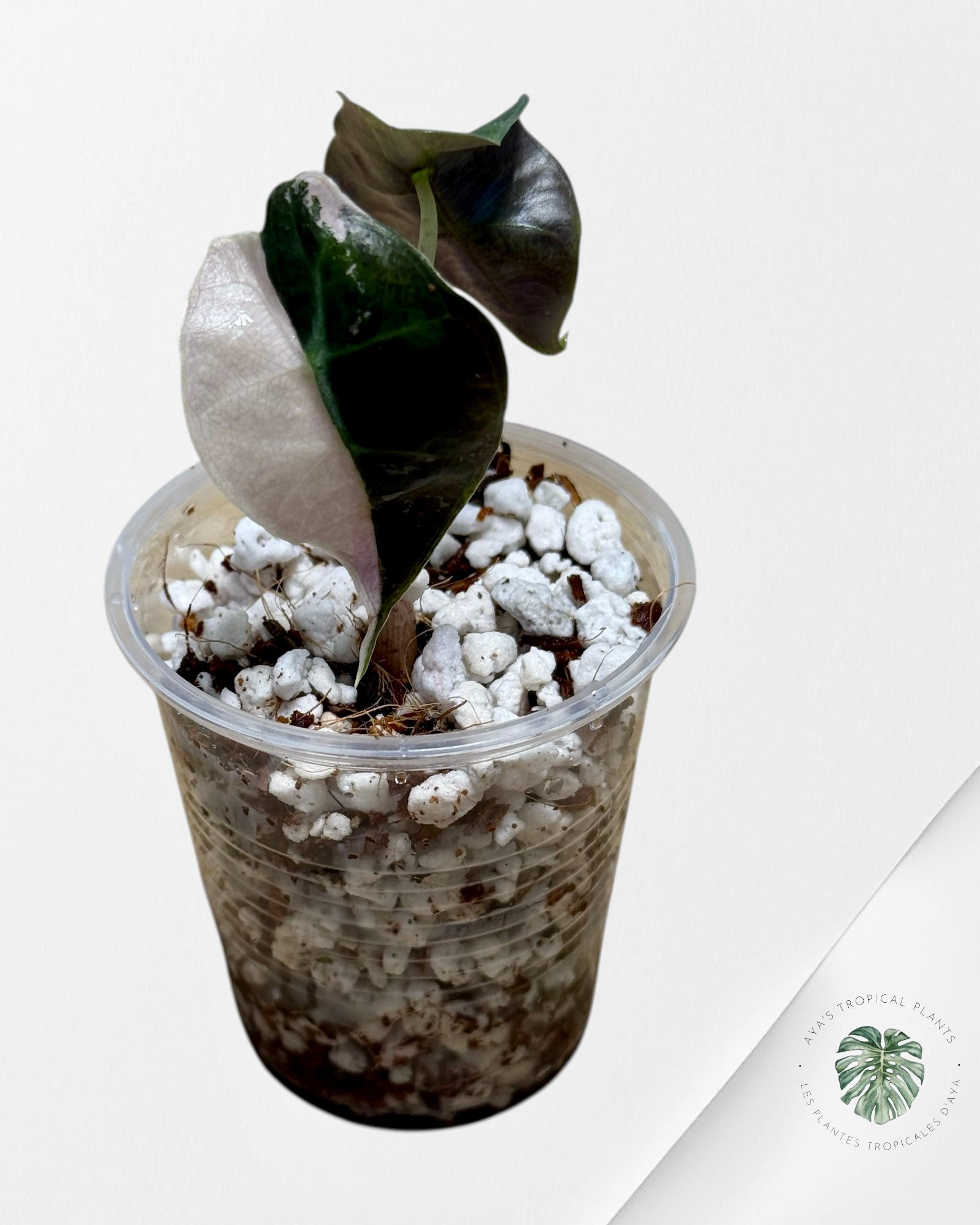 Alocasia Polly Variegated Pink| Rare TC Plant| Aya's Tropical Plants