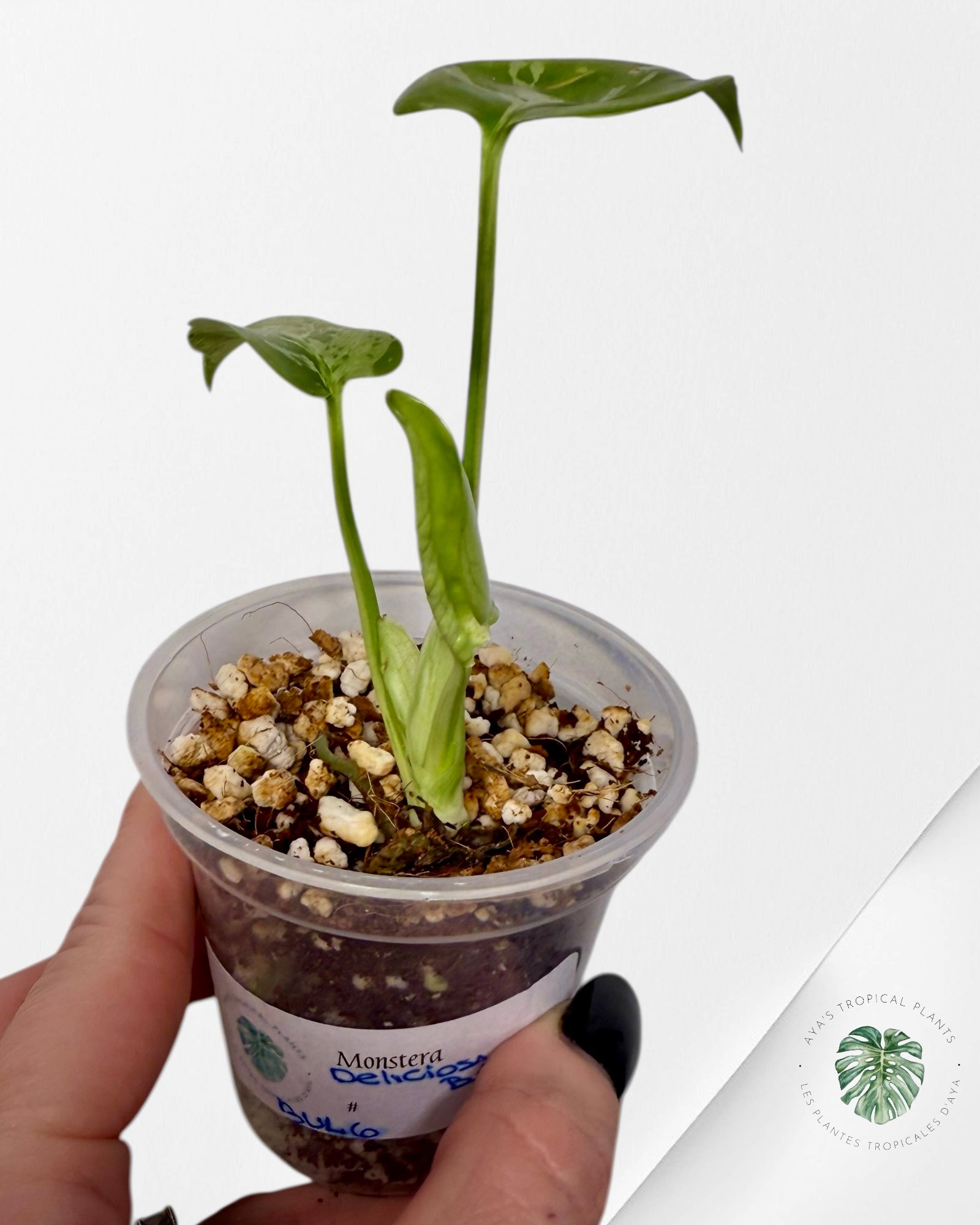 Monstera Deliciosa Bulbasaur | Rare TC Plant| Aya's Tropical Plants