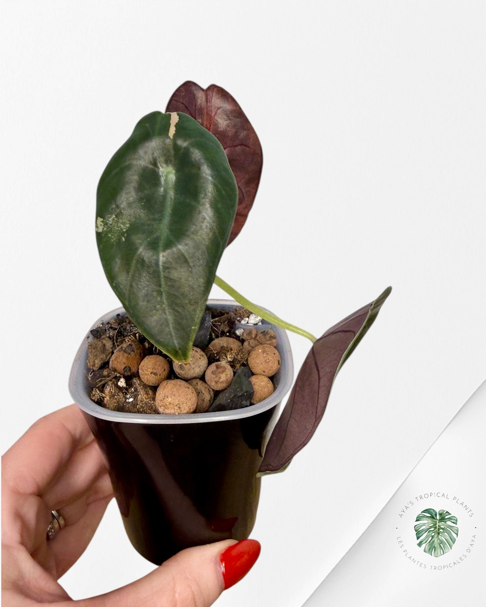 Alocasia Sedenii Aurea Variegated