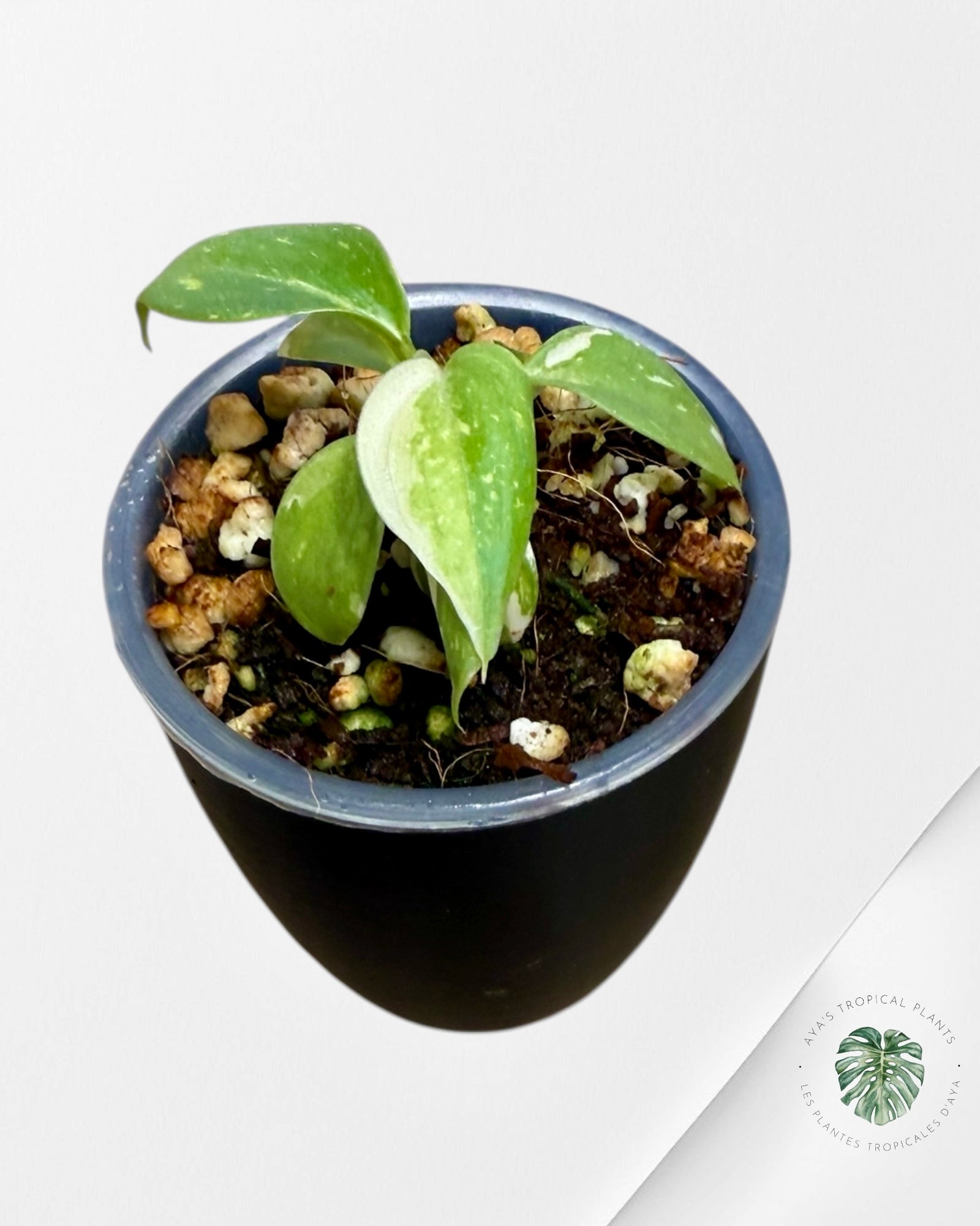 Philodendron Gloriosum Panaché| Plante Tc rare| Les plantes tropicales d'Aya