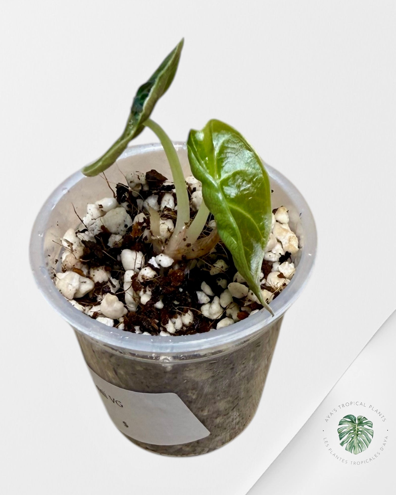 Azlanii Aurea panaché | Plante rare en culture tropicale | Plantes tropicales d'Aya