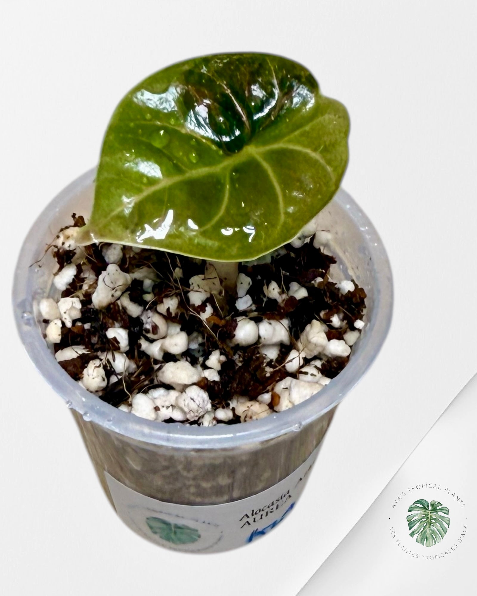 Azlanii Aurea panaché | Plante rare en culture tropicale | Plantes tropicales d'Aya