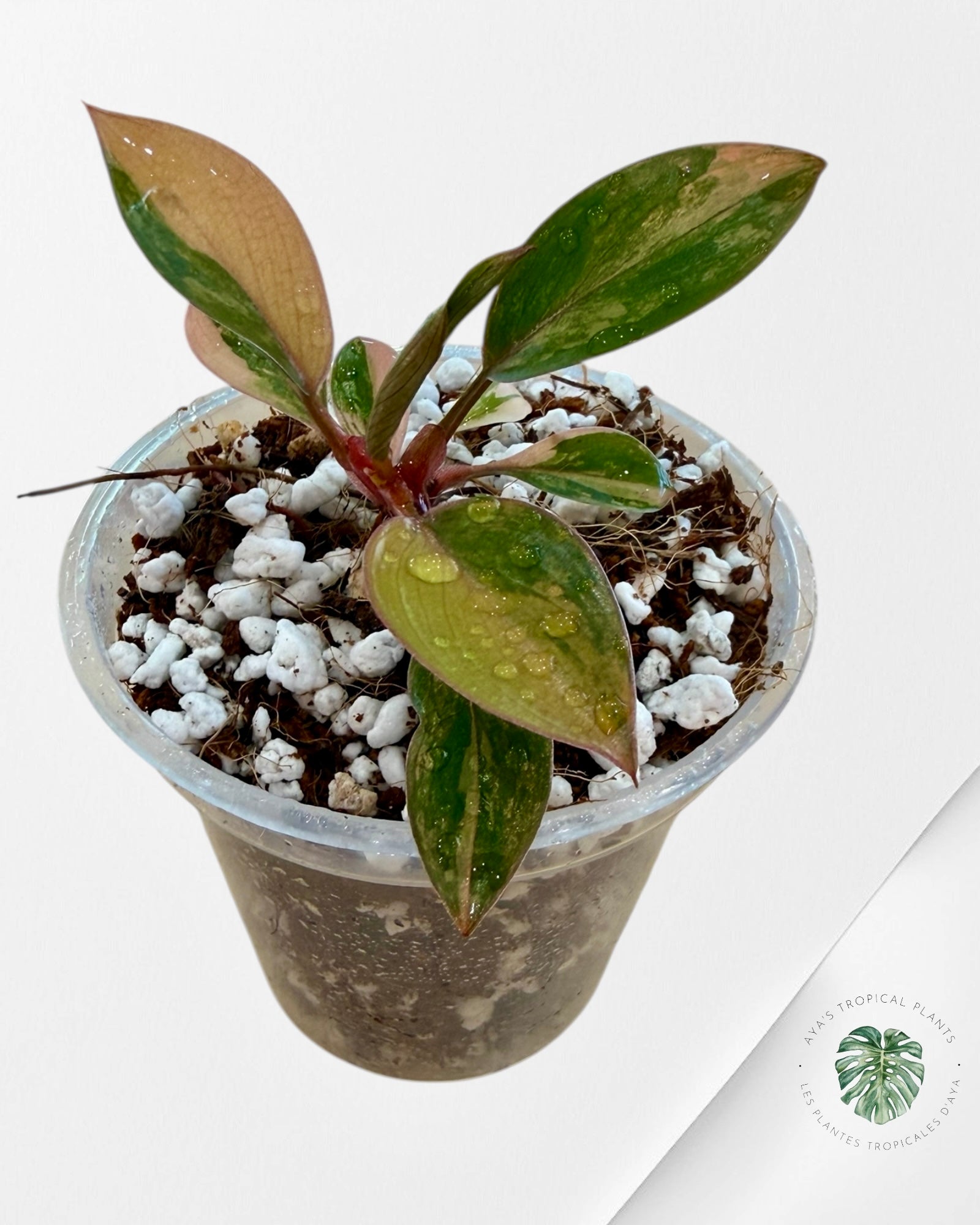 Philodendron Red Congo Variegated