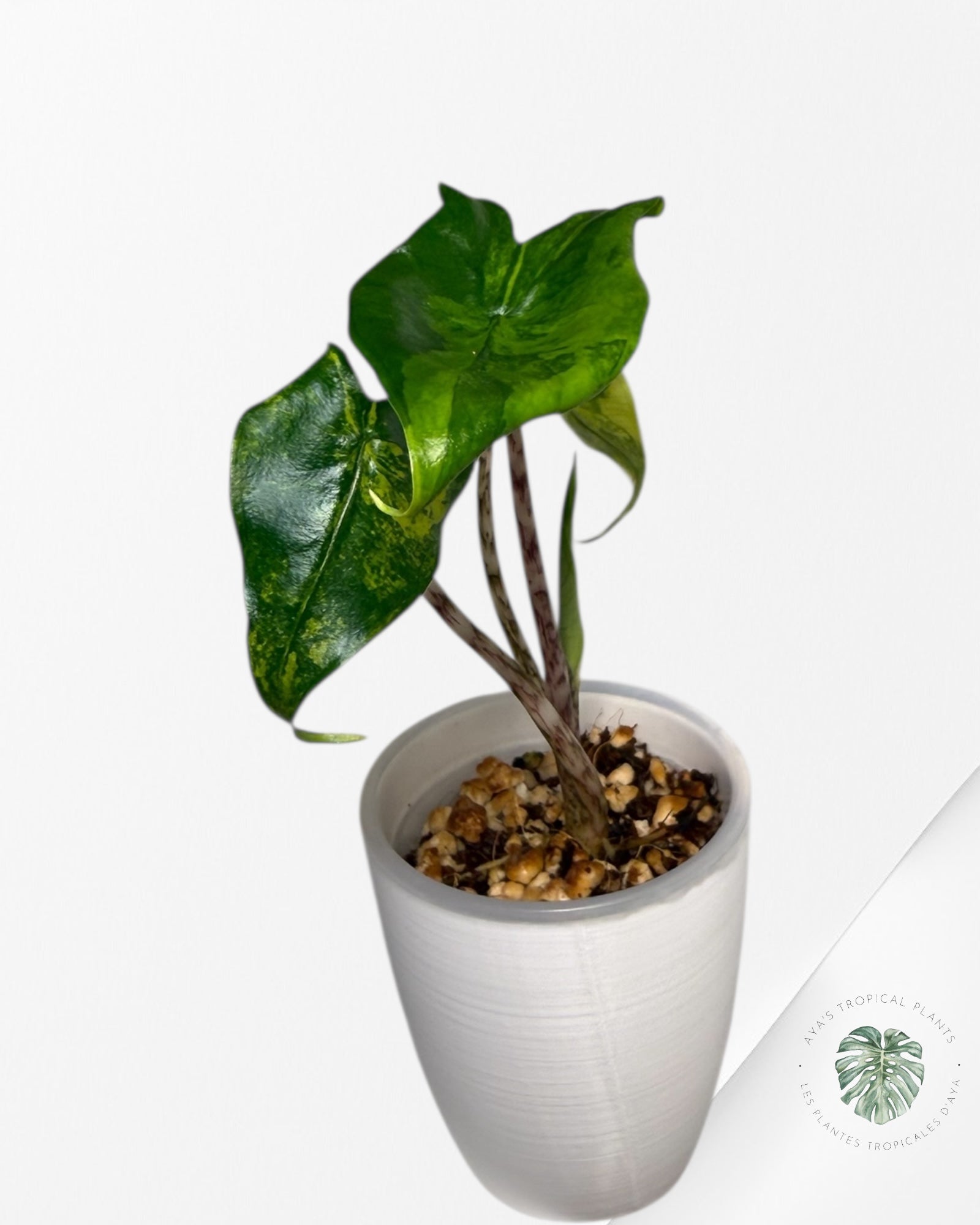 Alocasia Zebrina Thomas panachée | Plante TC rare | Plantes tropicales d'Aya