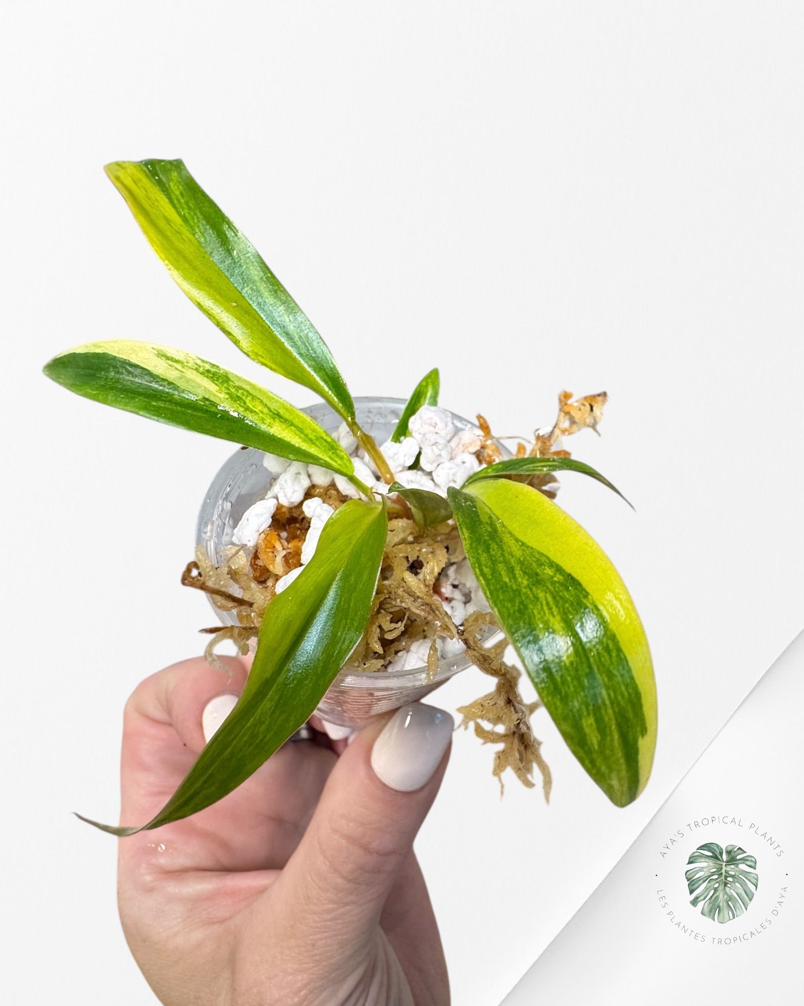 Philodendron Caramel Marble - TC0