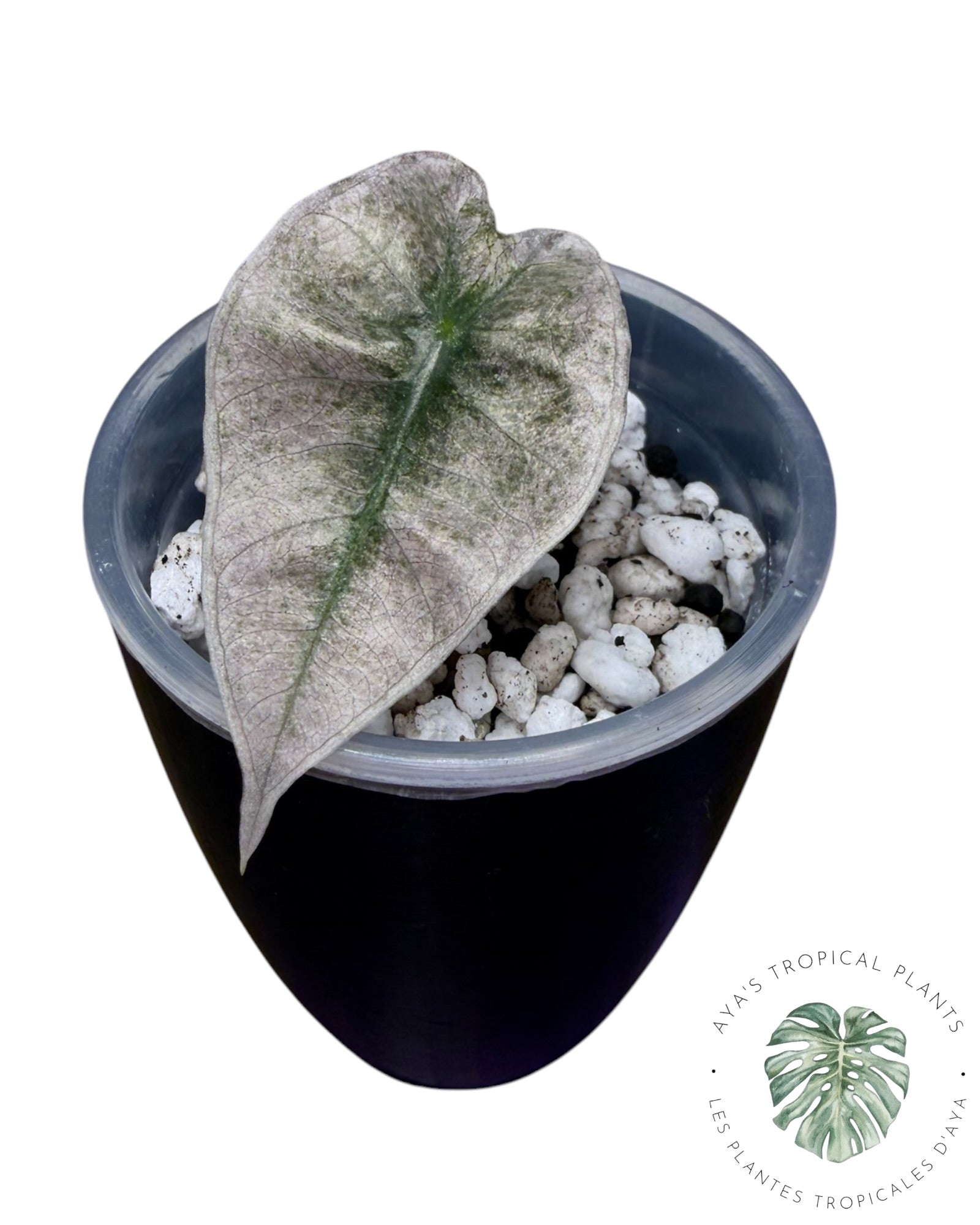 Alocasia Polly Lava Variegated