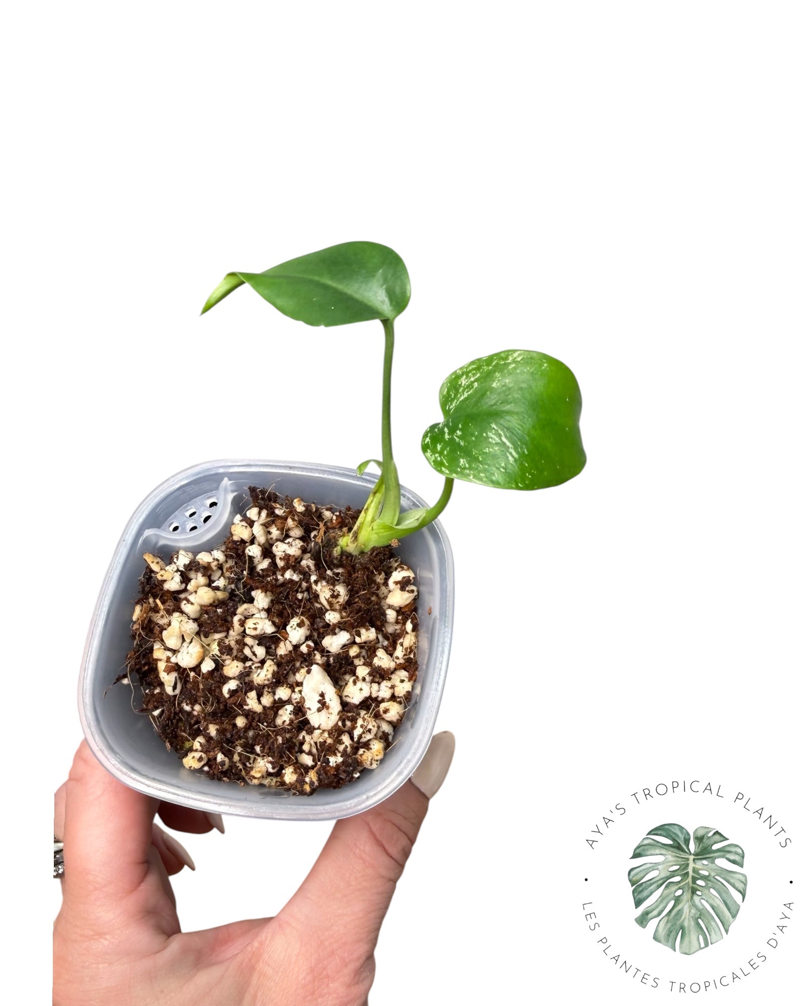 Monstera Deliciosa 'Devil Monster'