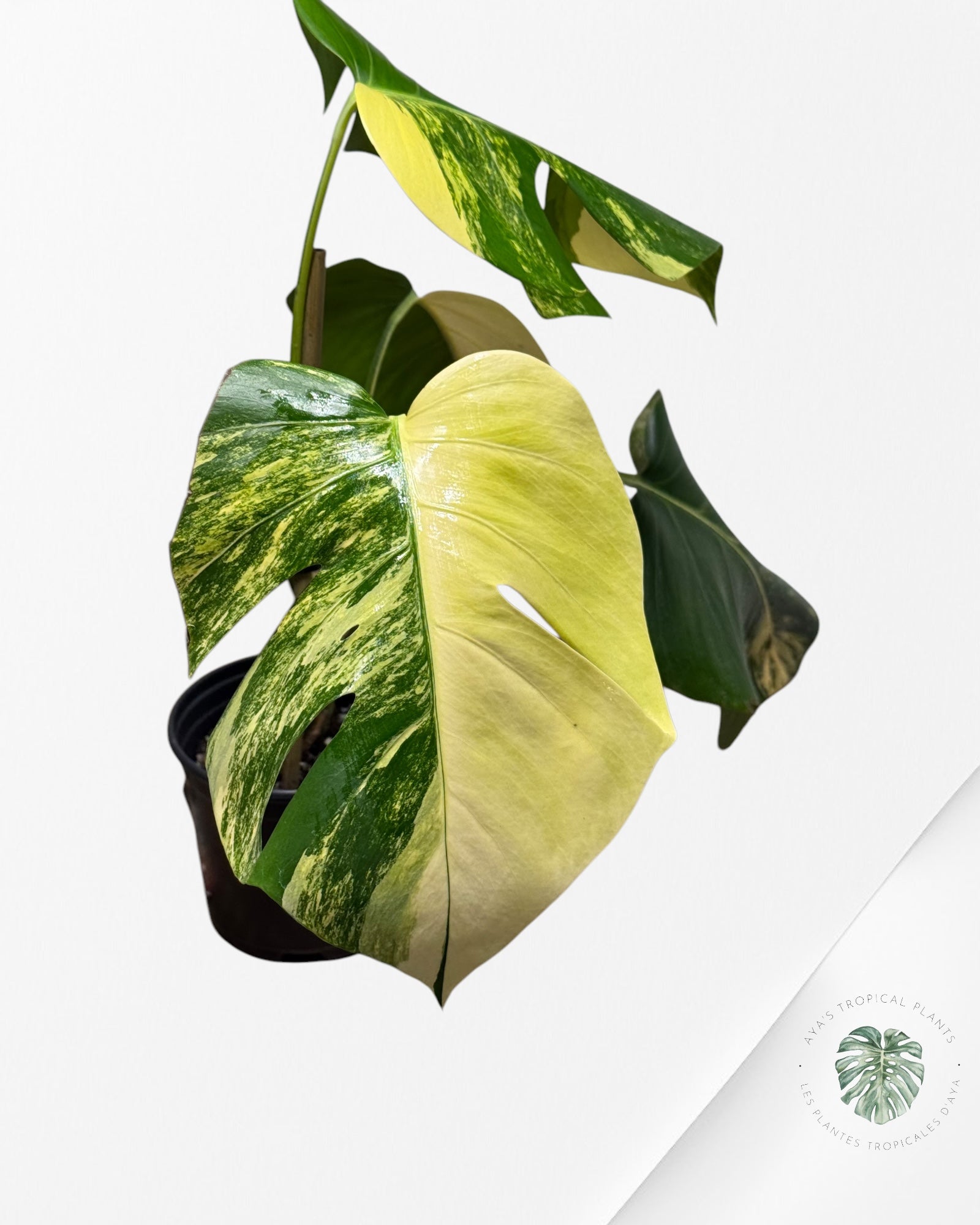 Monstera Aurea -JA13