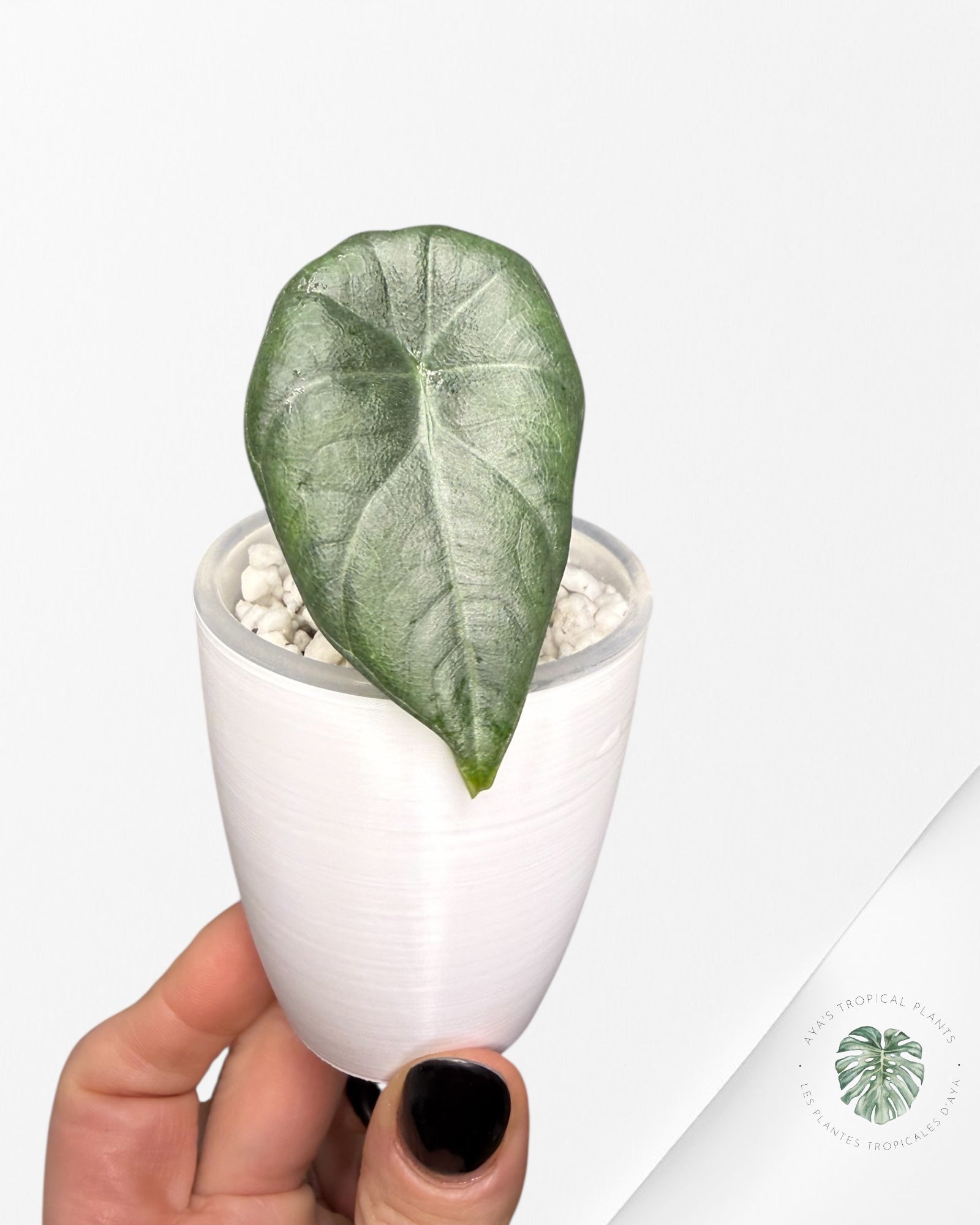 Alocasia Maharani Variegated Aurea