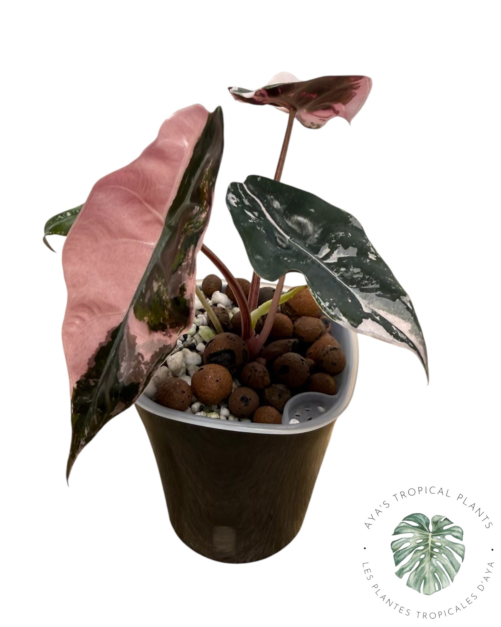 Alocasia Chantrieri Pink Variegated