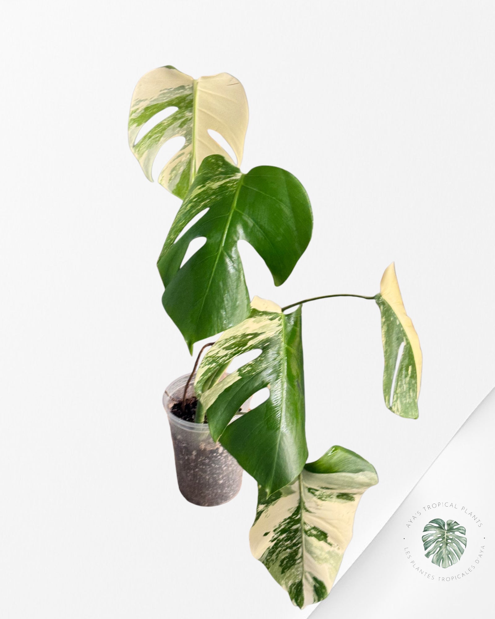 Monstera albo -JA100