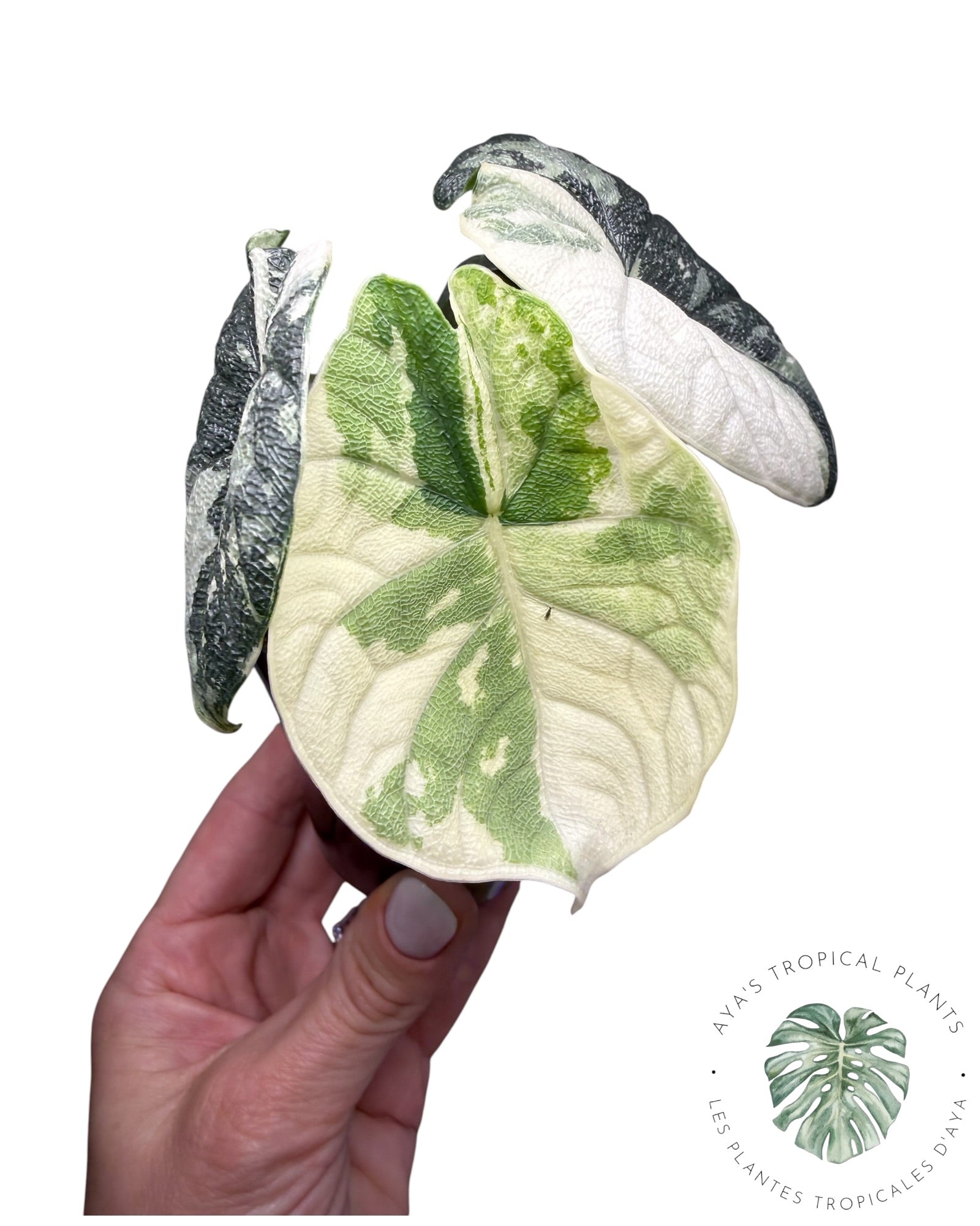 Alocasia Melo Albo Variegated