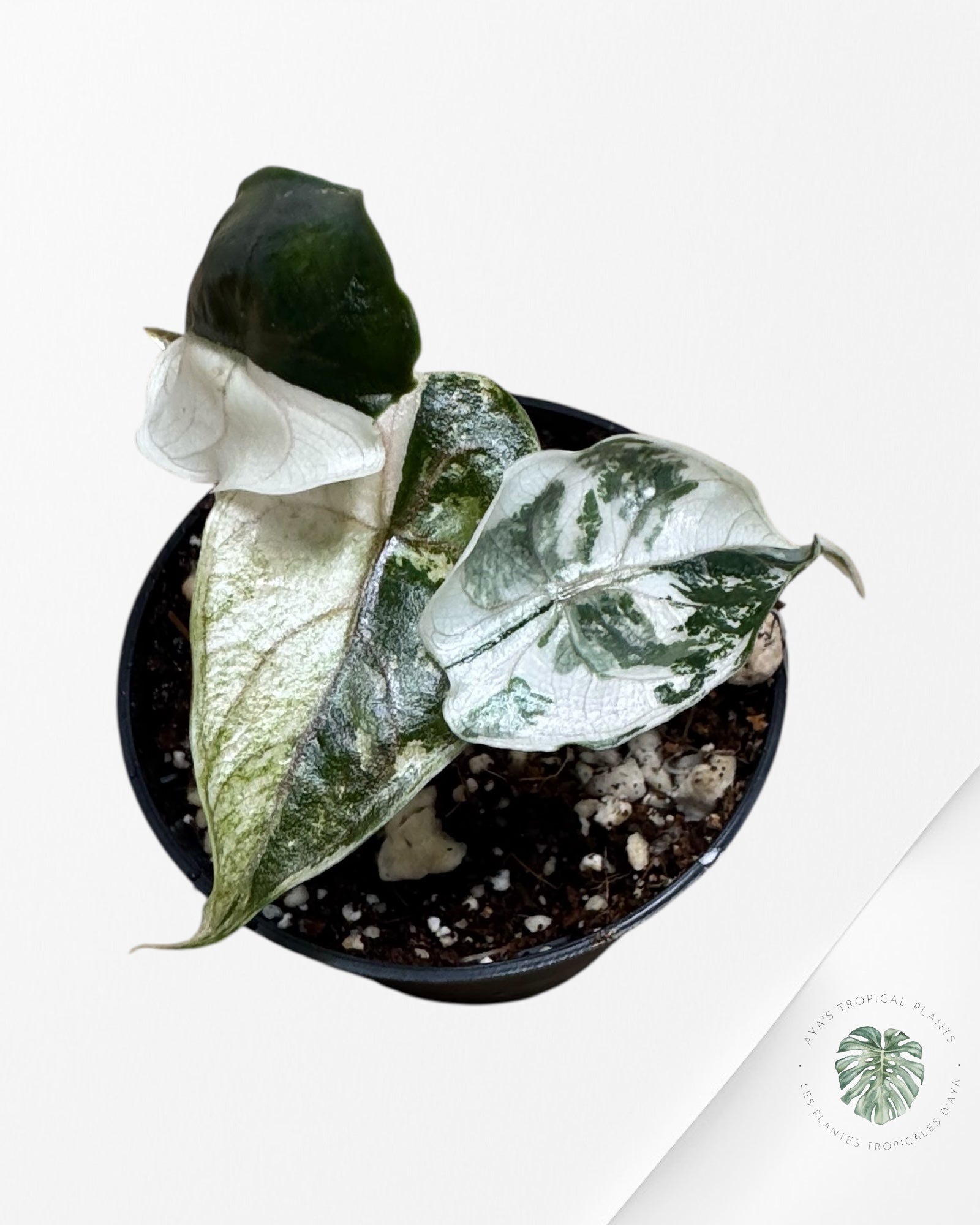 Alocasia Azlanii Pink Variegated - TC20