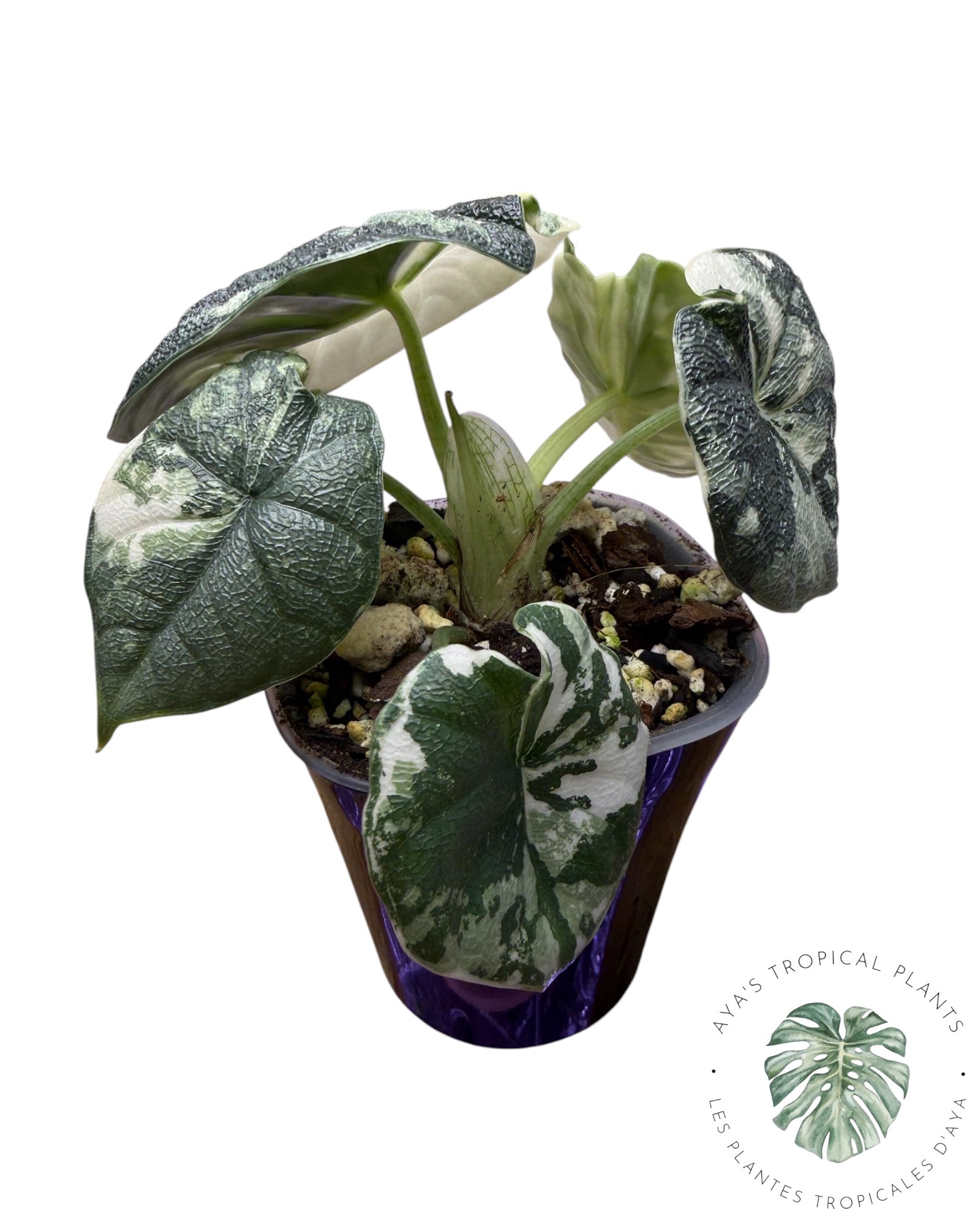 Alocasia Melo Albo Variegated
