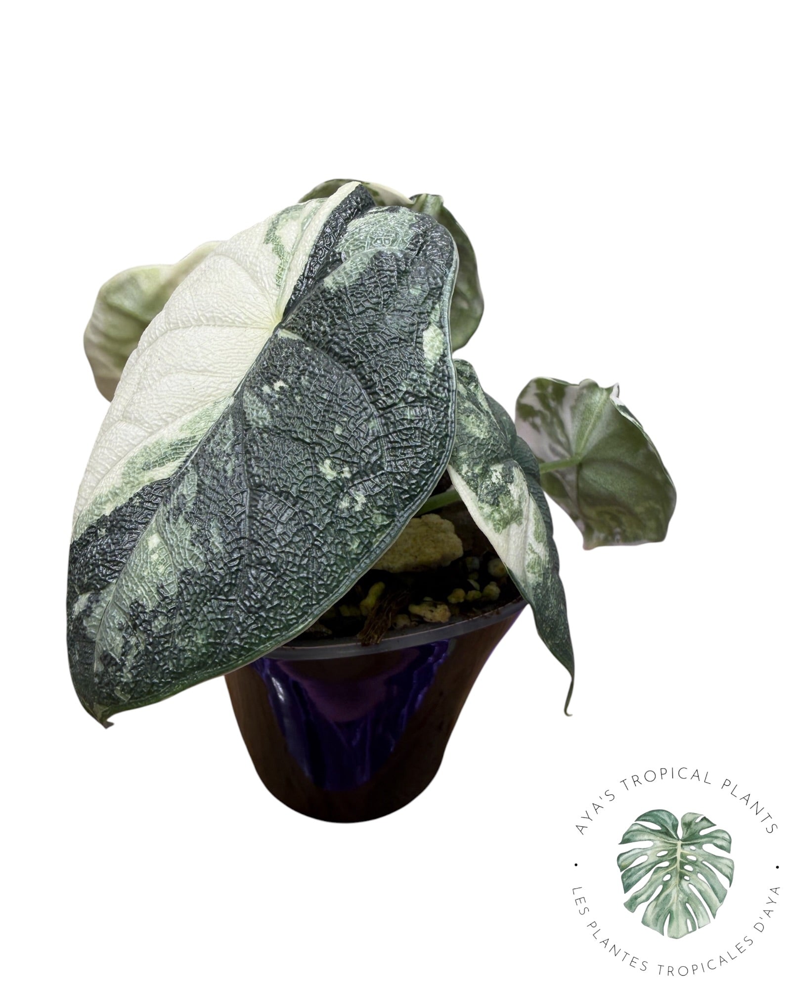 Alocasia Melo Albo Variegated