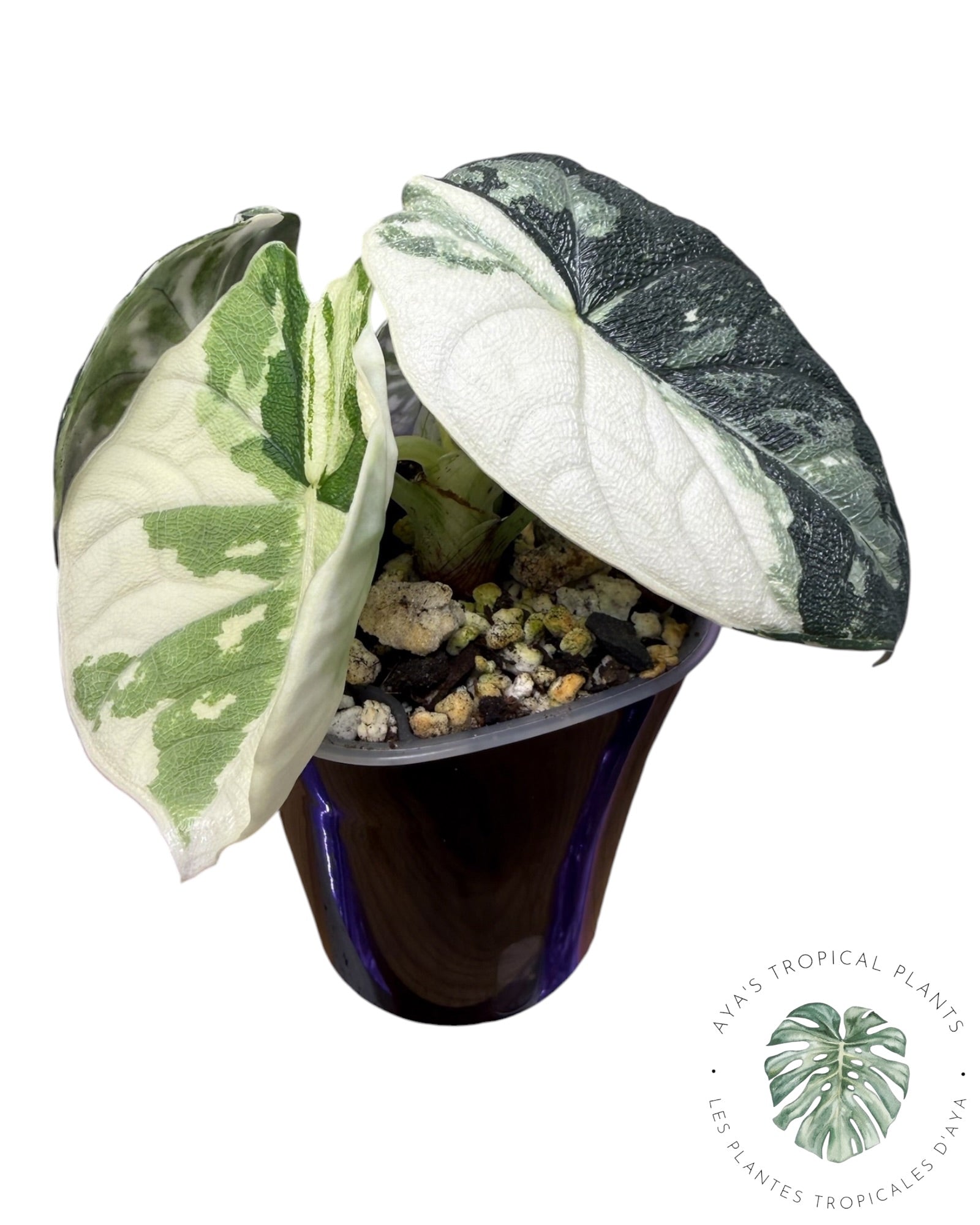 Alocasia Melo Albo Variegated