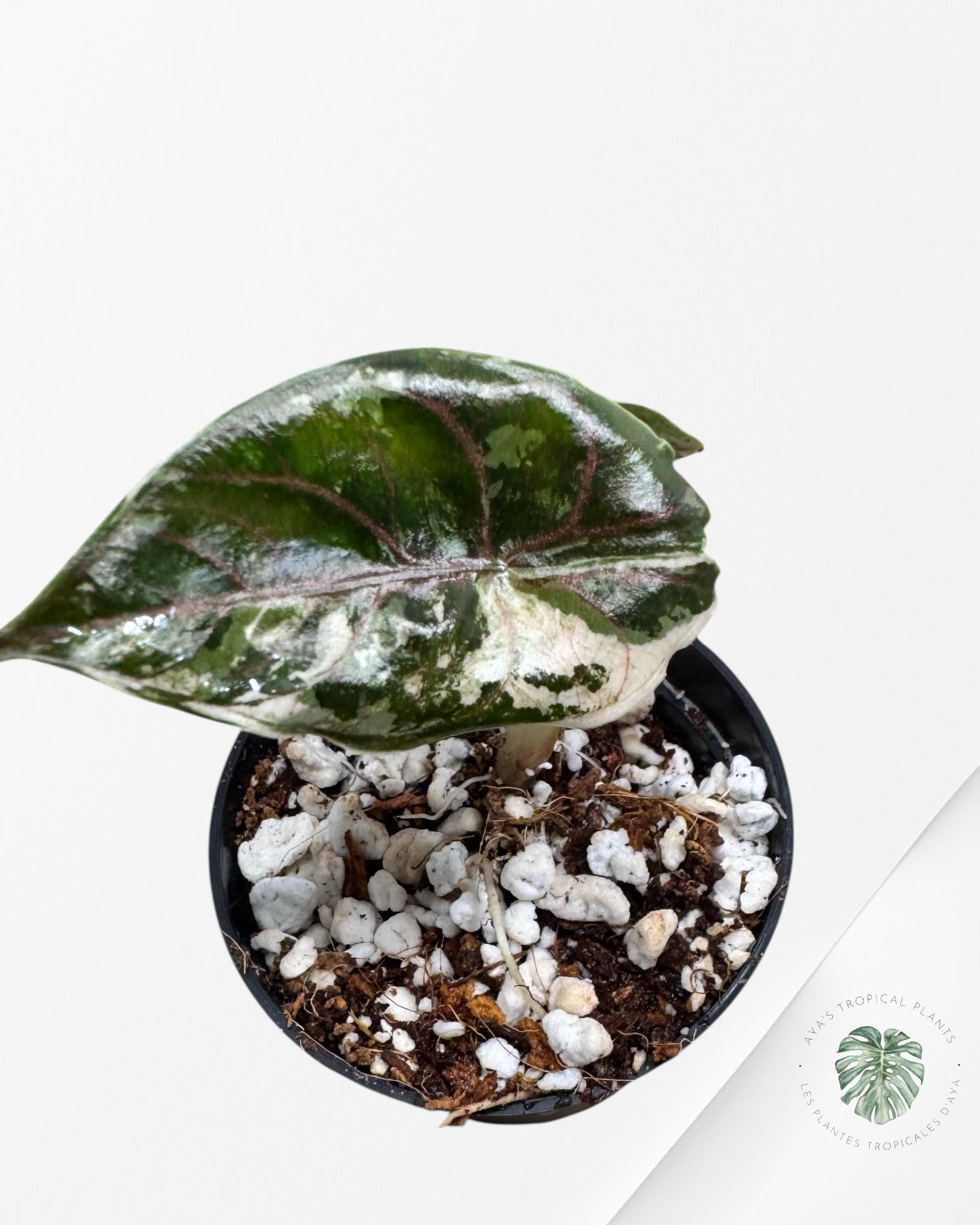 Alocasia Azlanii Pink Variegated - TC30
