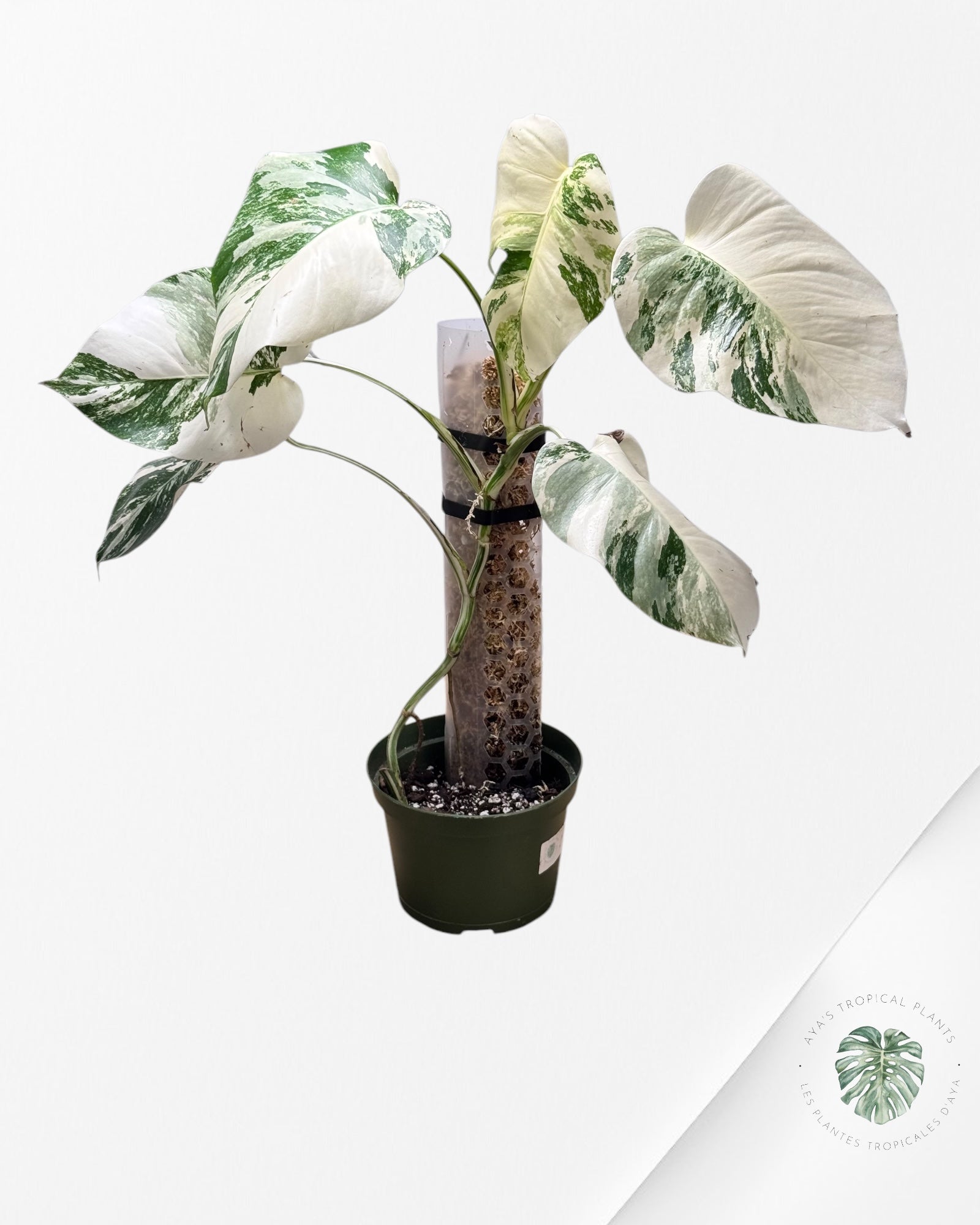 Monstera albo -JA200