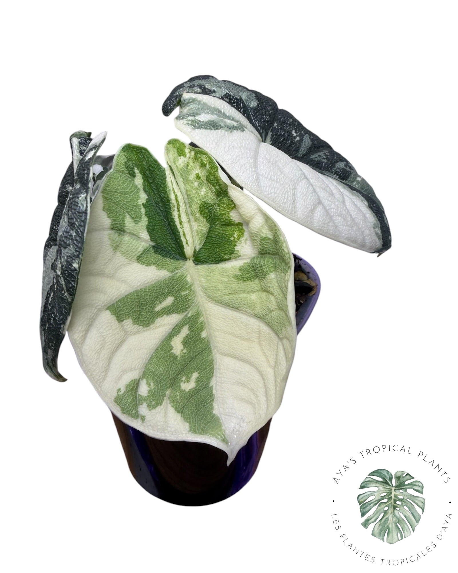 Alocasia Melo Albo Variegated