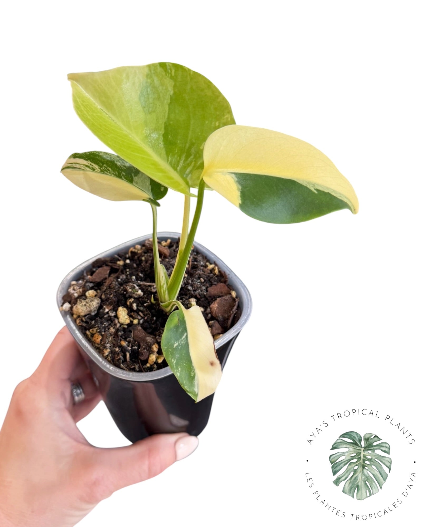 Monstera Deliciosa Pom Pom’