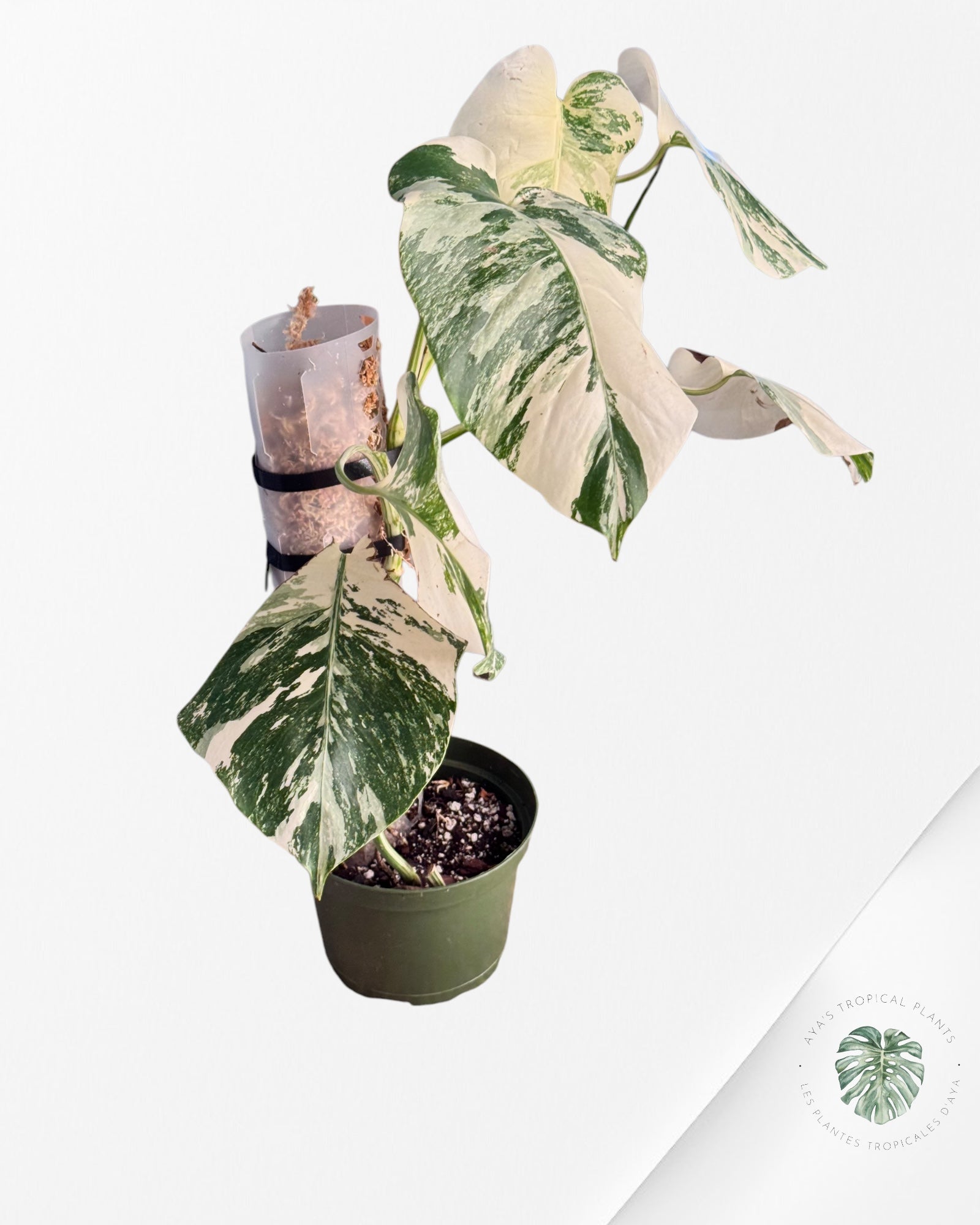 Monstera albo -JA200