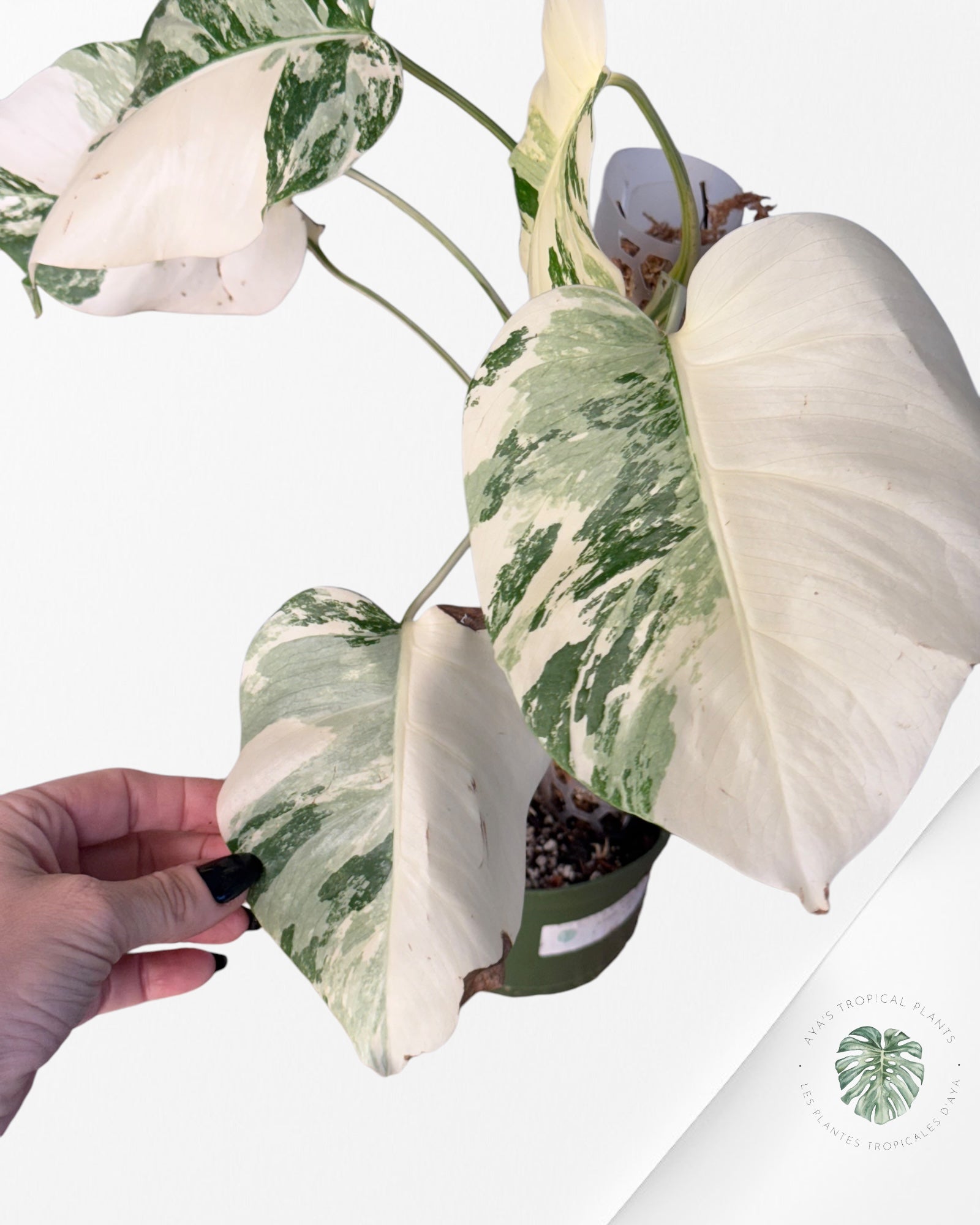 Monstera albo -JA200